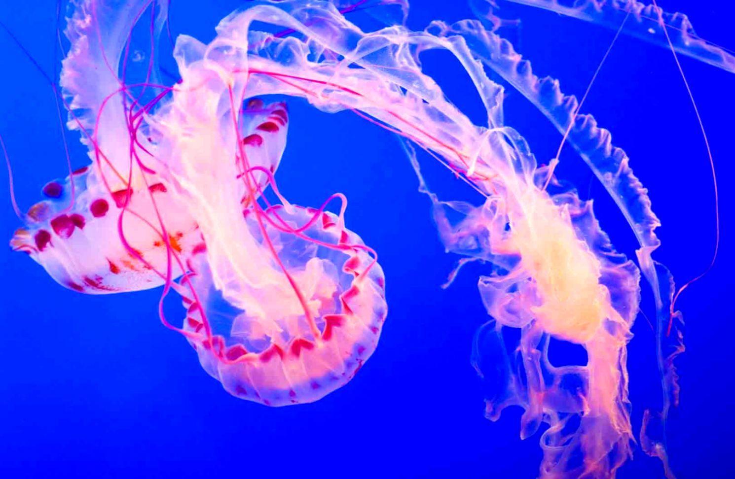 1490x972 Jellyfish HD Wallpaper