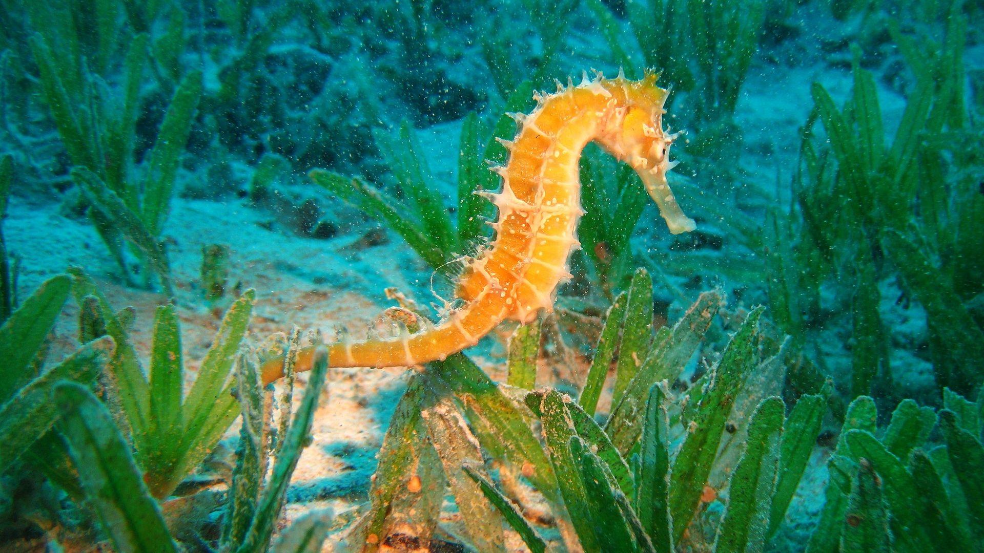 Seahorse Wallpapers - Top Free Seahorse Backgrounds - WallpaperAccess