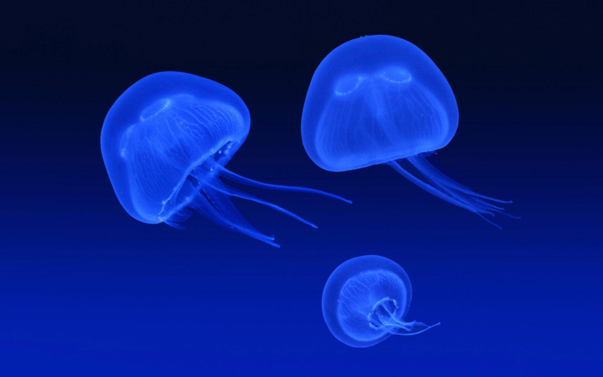 1920x1200 Jellyfish Wallpaper HD