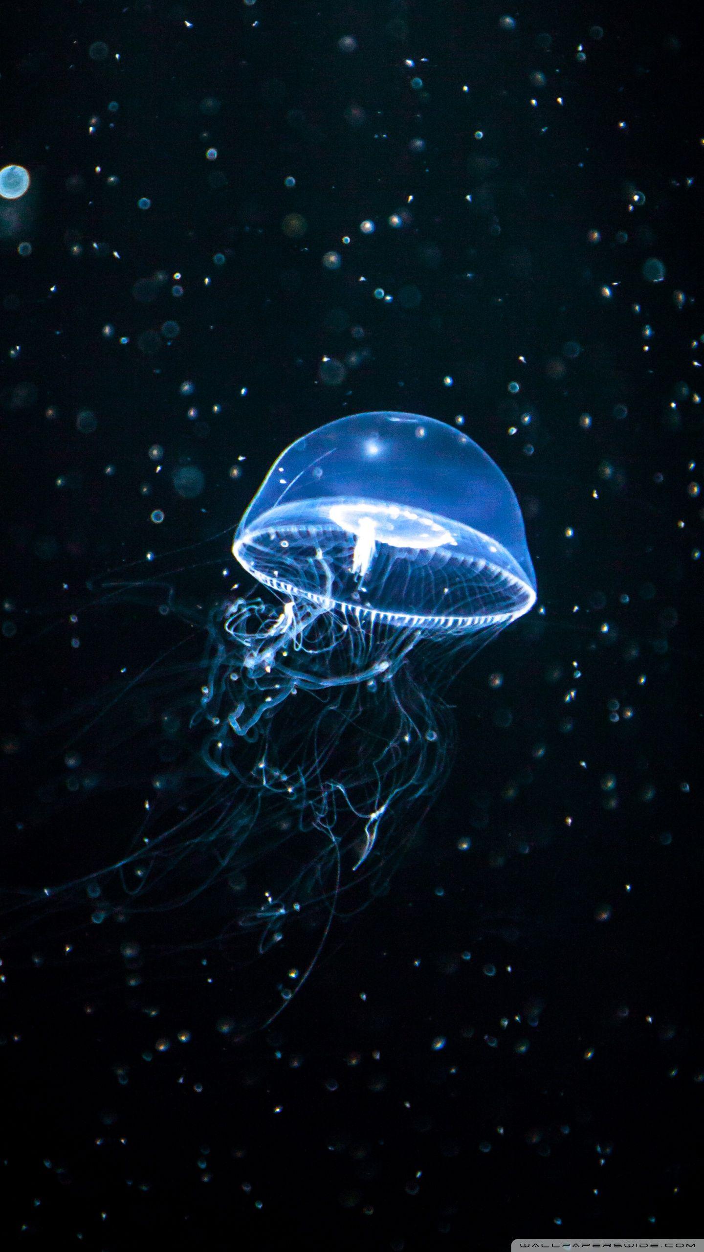 Cute Jellyfish Wallpapers Top Free Cute Jellyfish Backgrounds