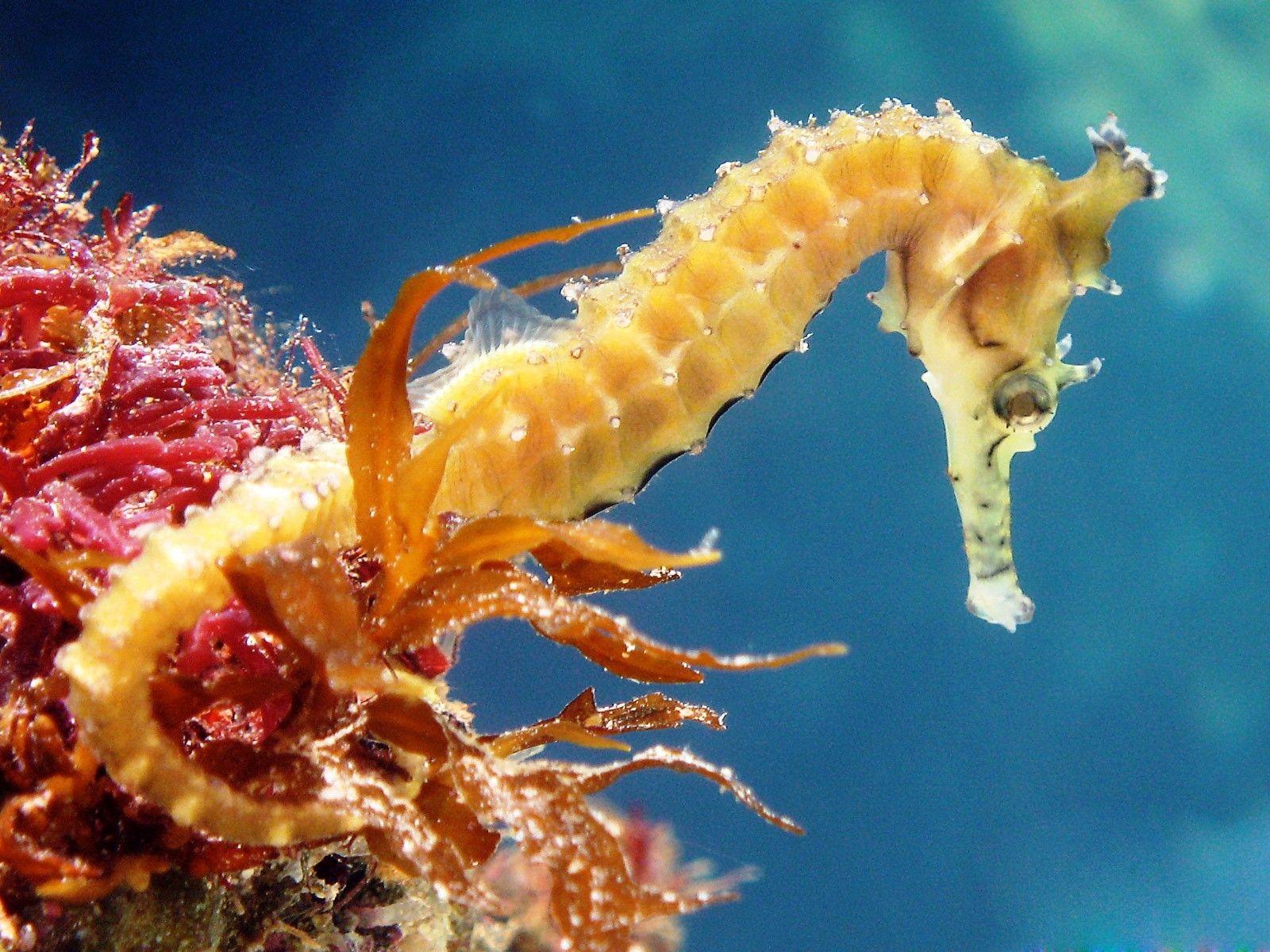 1600x1200 Seahorse Wallpaper 22 X 1200
