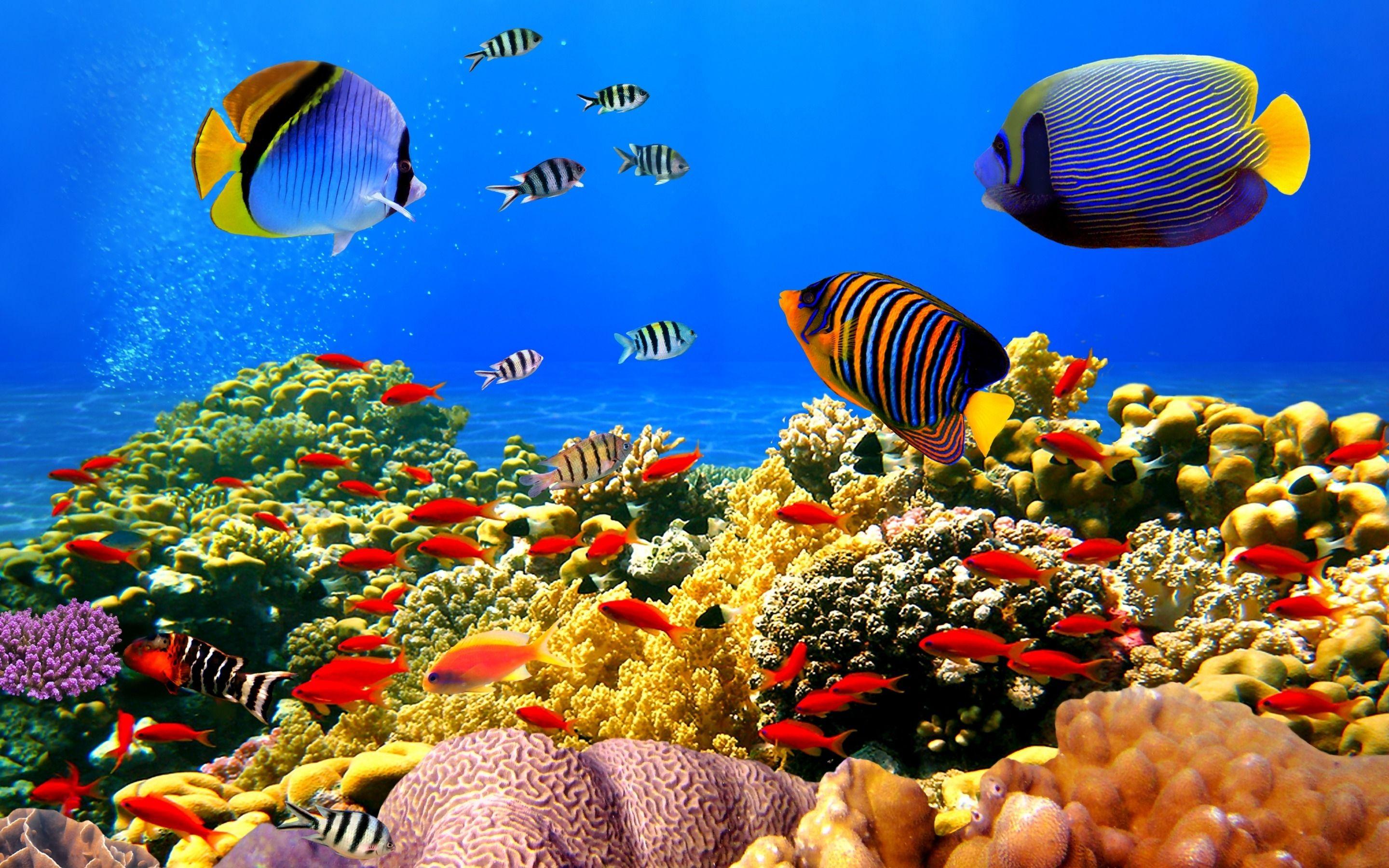 2880x1800 Luxury Free Animated Coral Reef Wallpaper