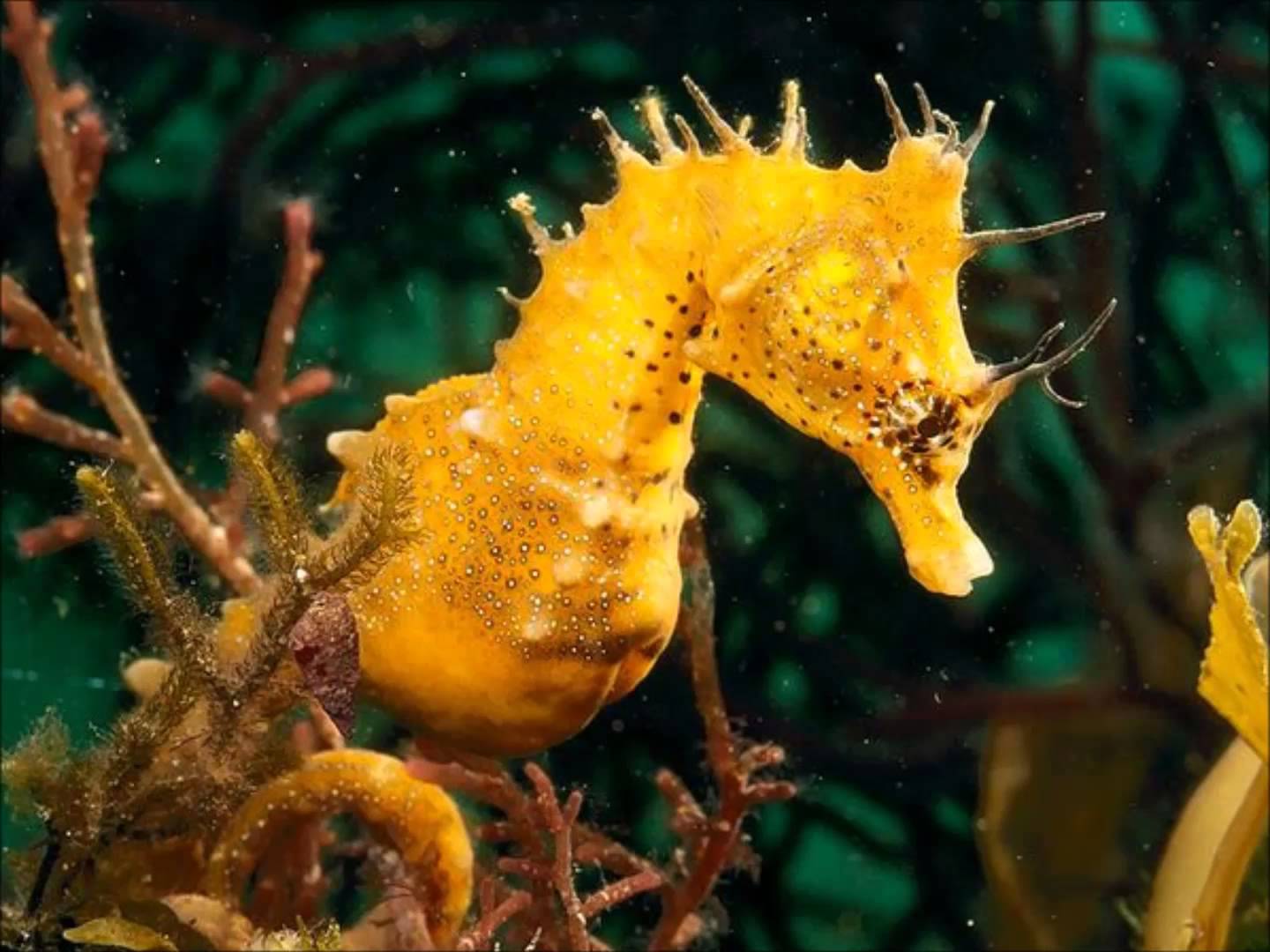 1440x1080 Cool HD Seahorse Wallpaper. Download wallpaper page