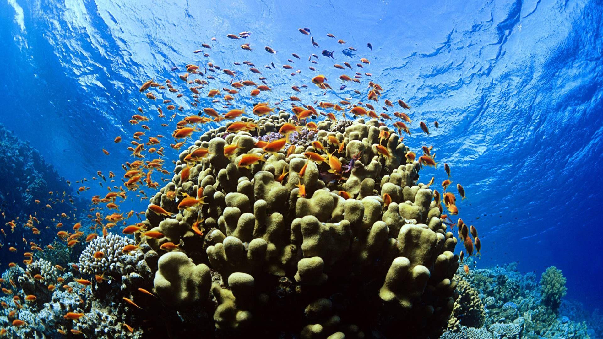 1920x1080 Coral reef wallpaper Gallery