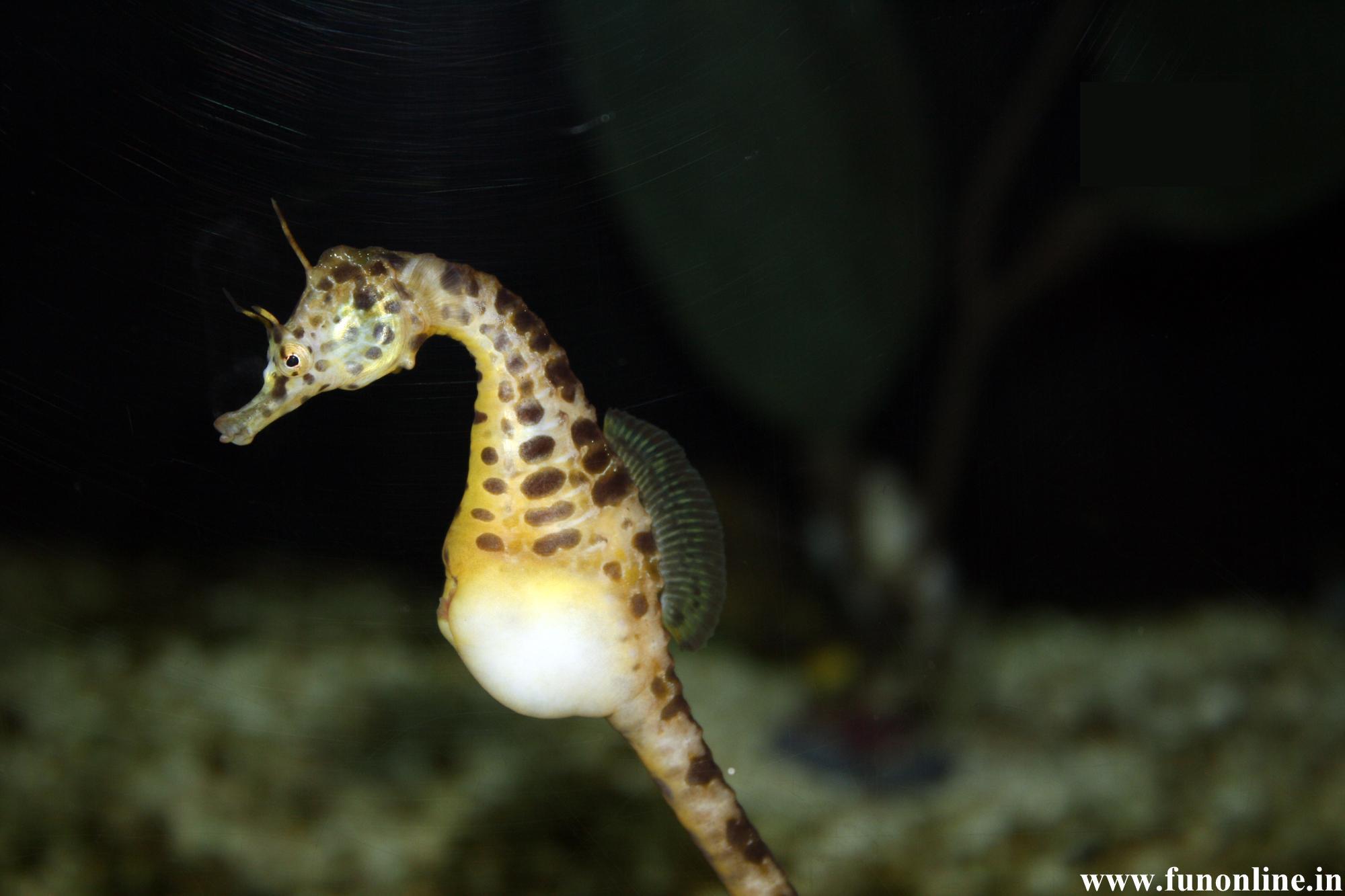 2000x1333 Seahorse Wallpaper
