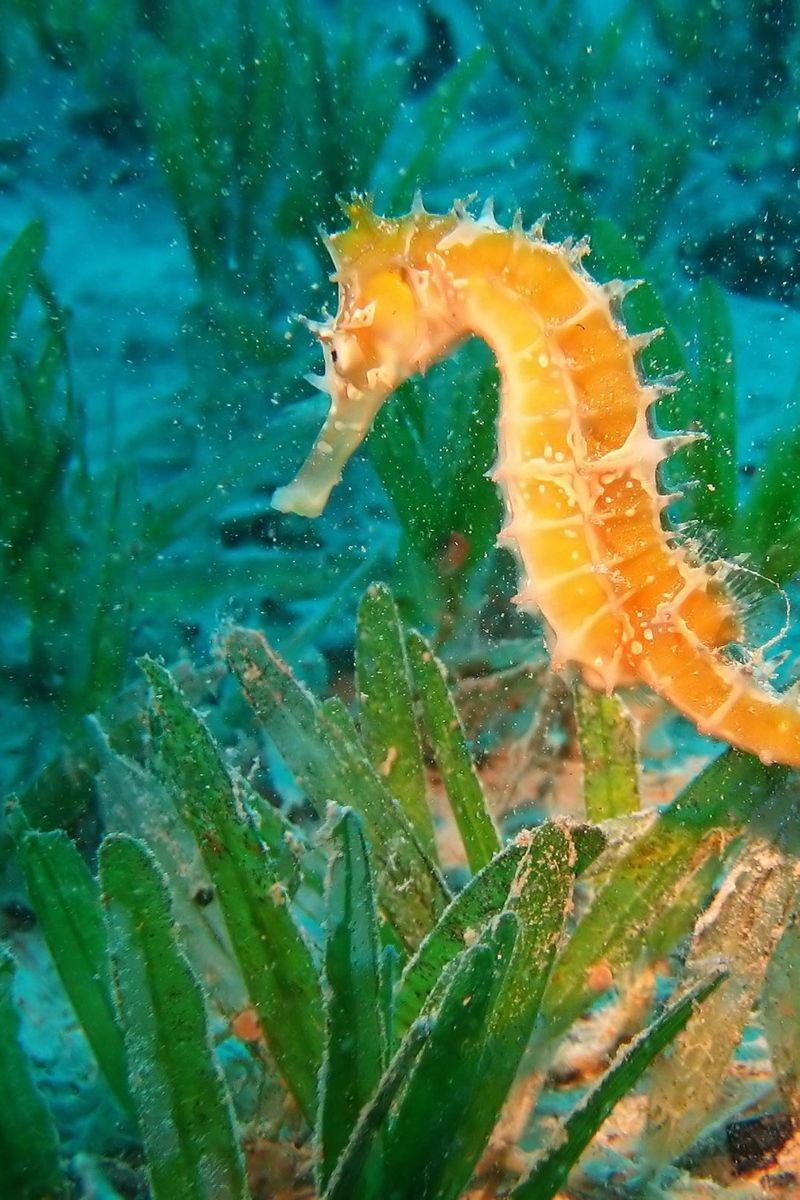 800x1200 Download wallpaper 800x1200 seahorse, underwater, swim