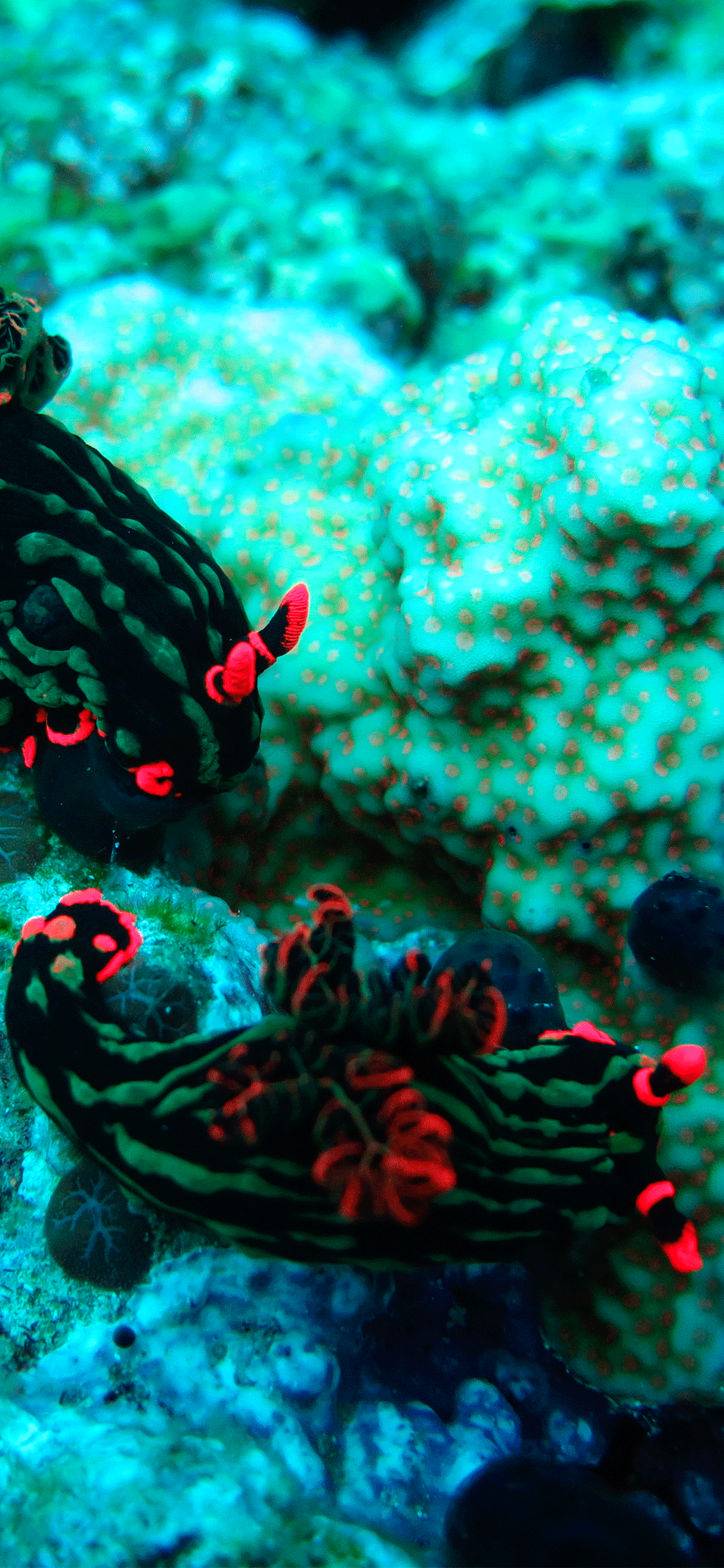 1125x2436 Coral Reef Wallpaper for iPhone X, 6 Download