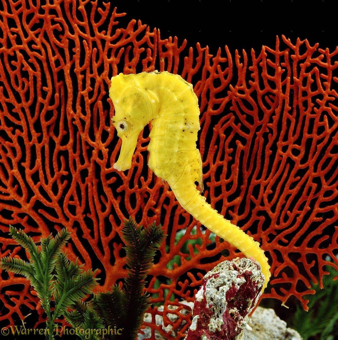 Seahorse Wallpapers - Top Free Seahorse Backgrounds - WallpaperAccess