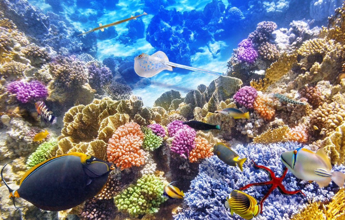 1332x850 Wallpaper fish, the ocean, world, underwater world