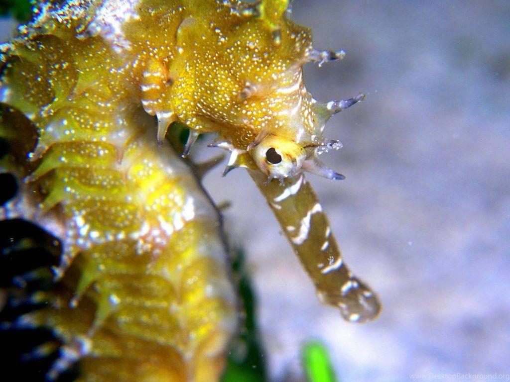 1024x768 Cute Seahorse Wallpaper Free Download Id: 11072c Pacify