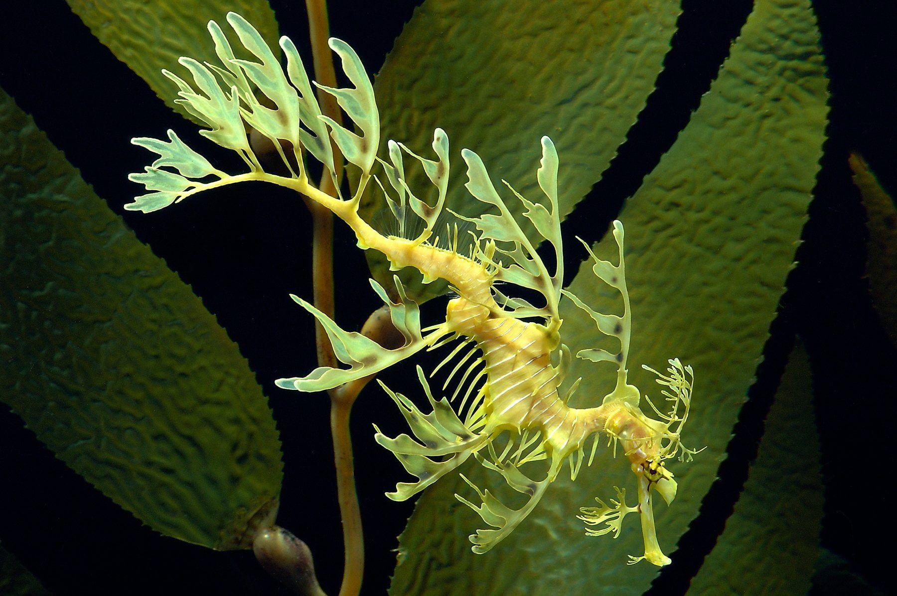 1800x1197 HD Wallpaper: Seahorse, Blue, No People, Close Up, Water