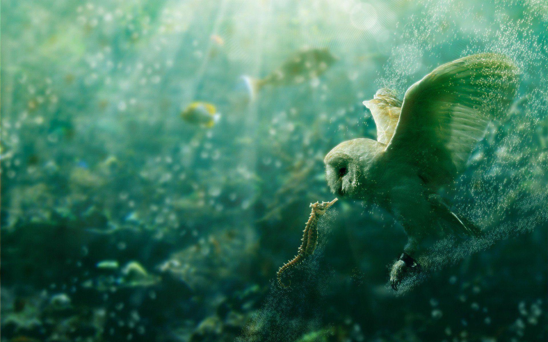 1920x1200 Seahorse wallpaper Gallery