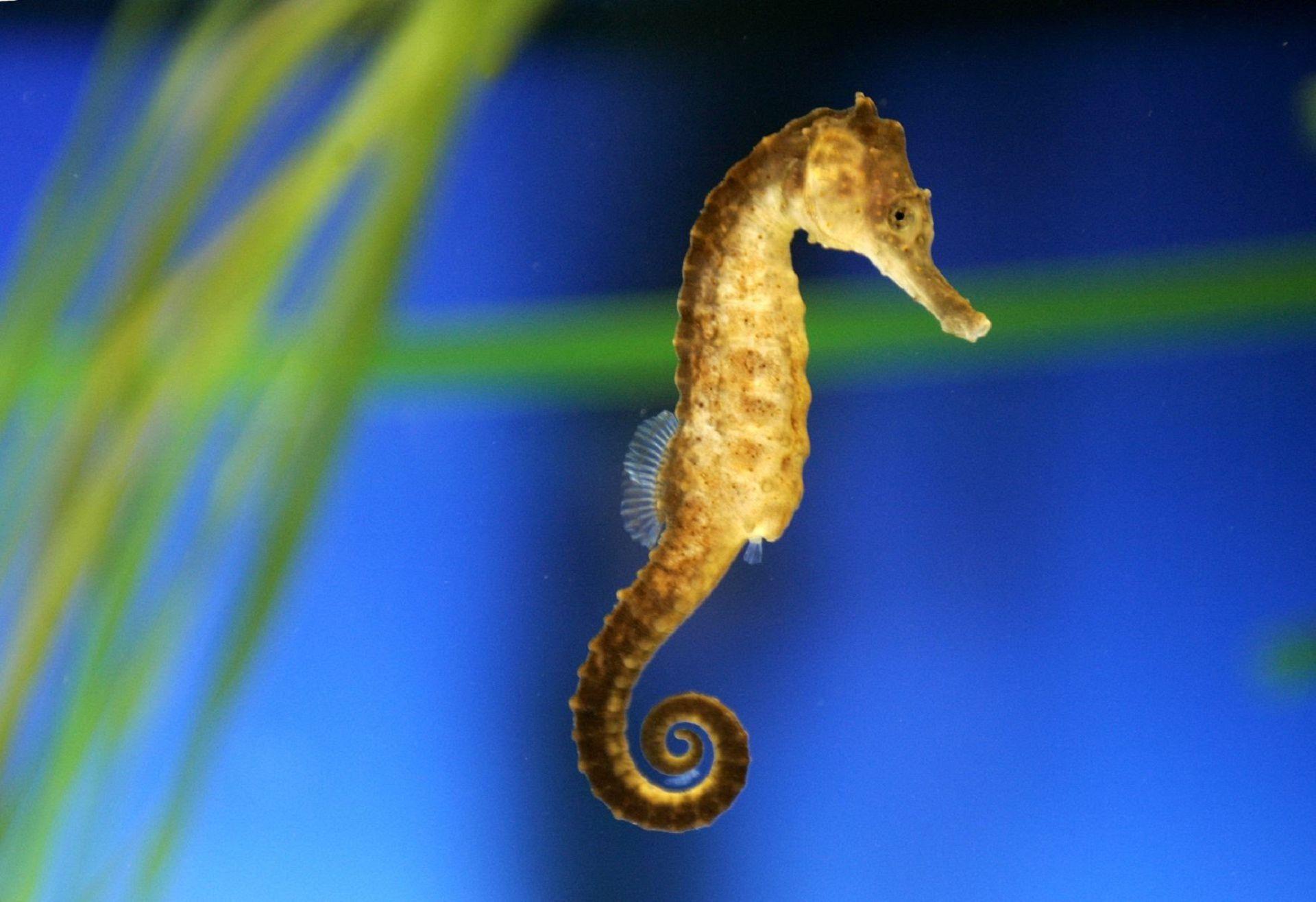 1920x1316 Seahorse Wallpaper background picture