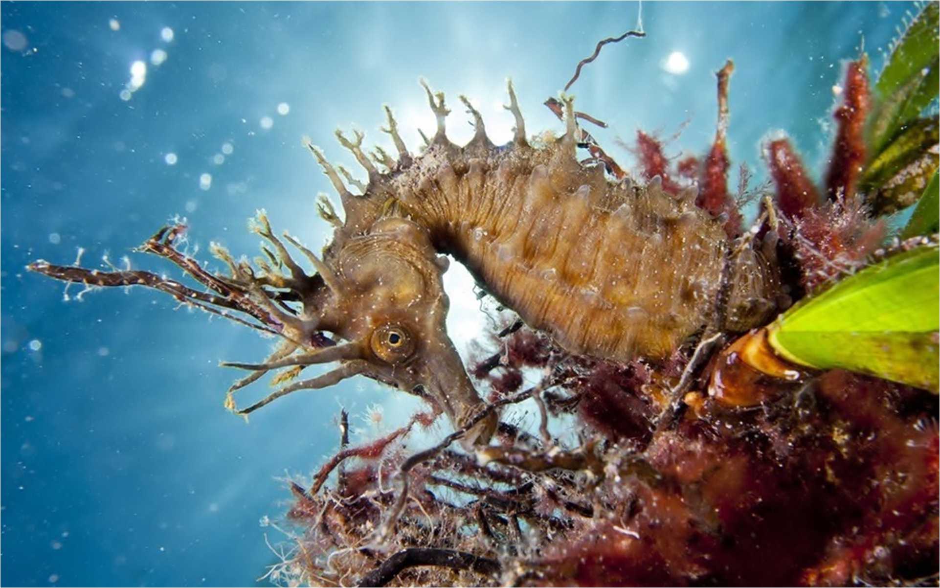 1922x1202 1922x1202 seahorse desktop background. seahorse