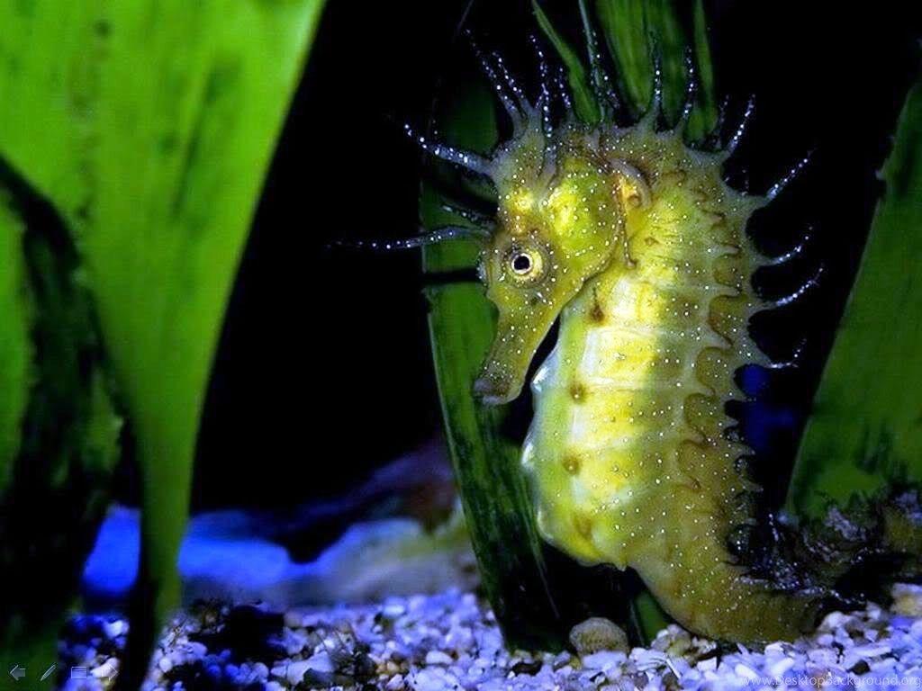 1024x768 Browse Wallpaper By Seahorse Category Desktop Background