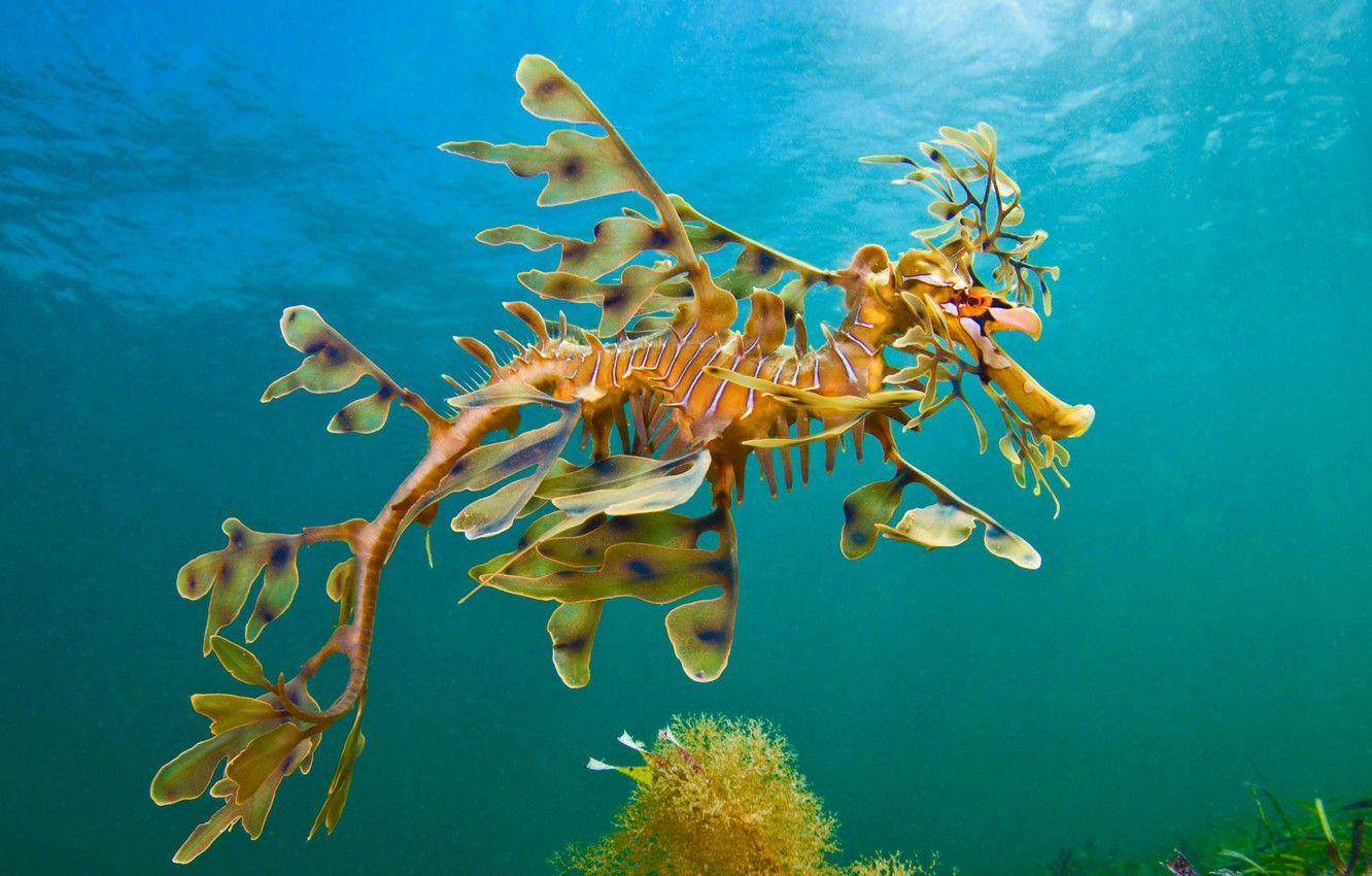 1332x850 Wallpaper Sea, The Ocean, Seahorse The Ragpicker Image