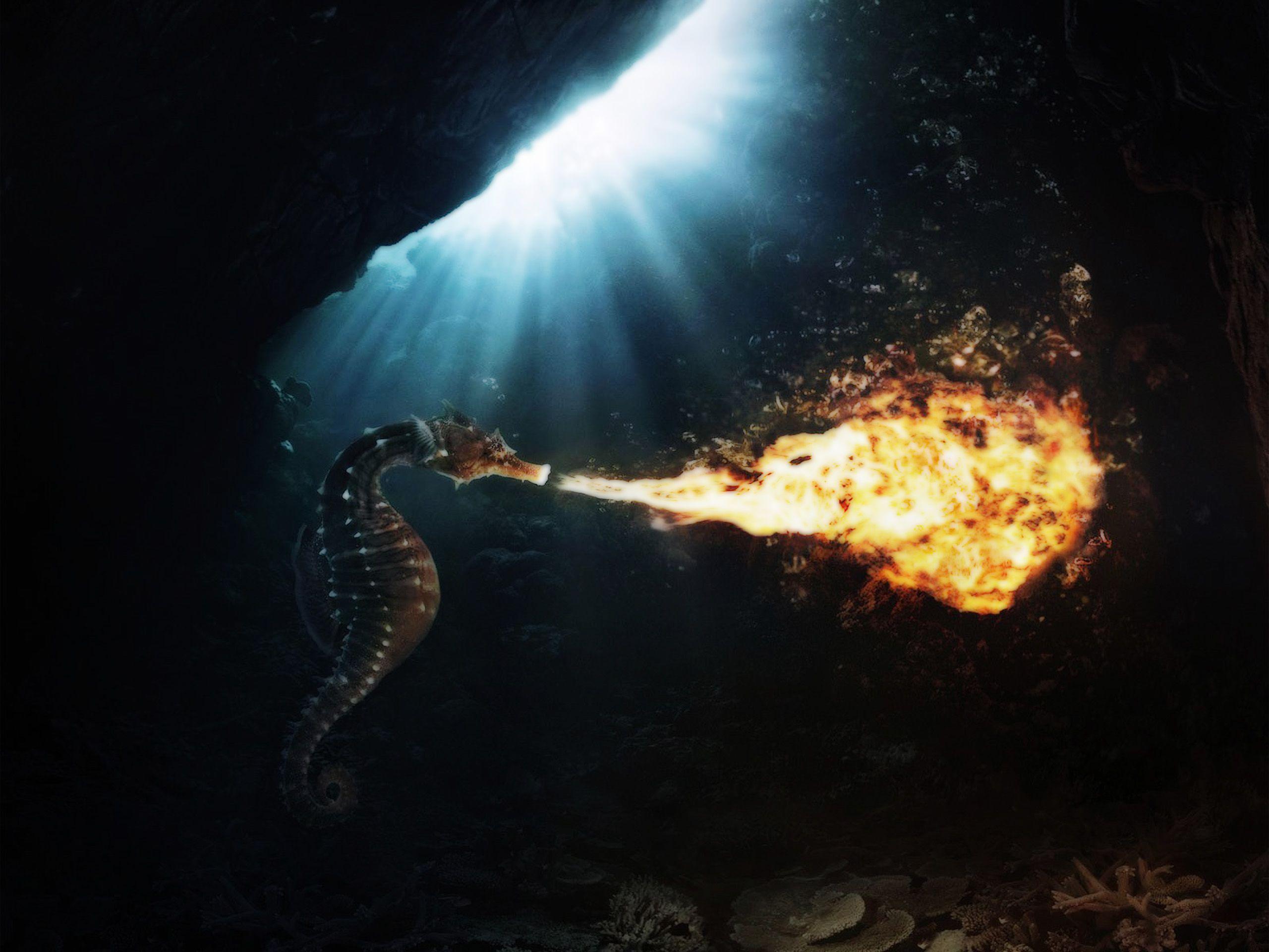 2560x1920 Seahorse HD Wallpaper And Background. Famous