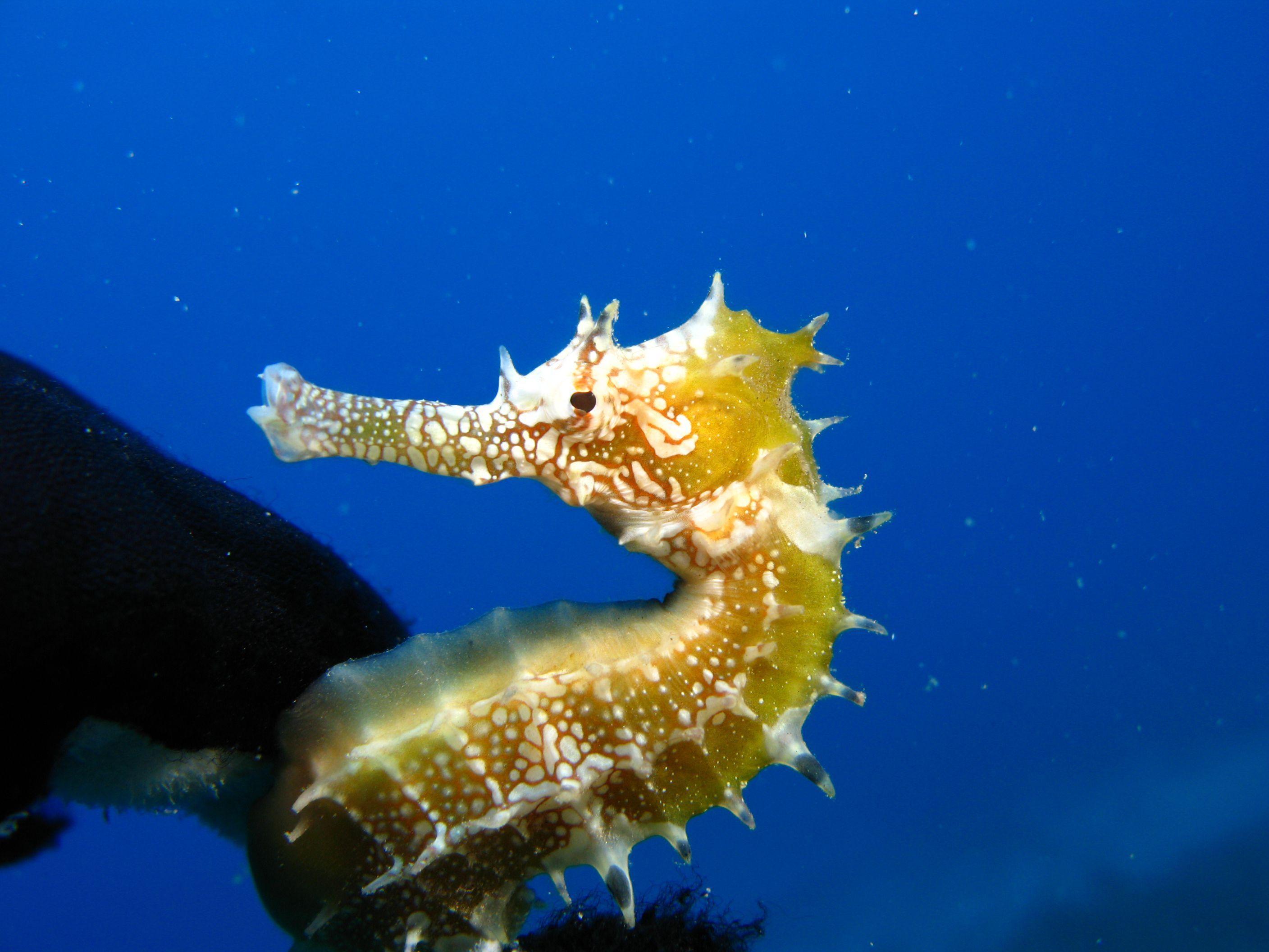2816x2112 Seahorse Image