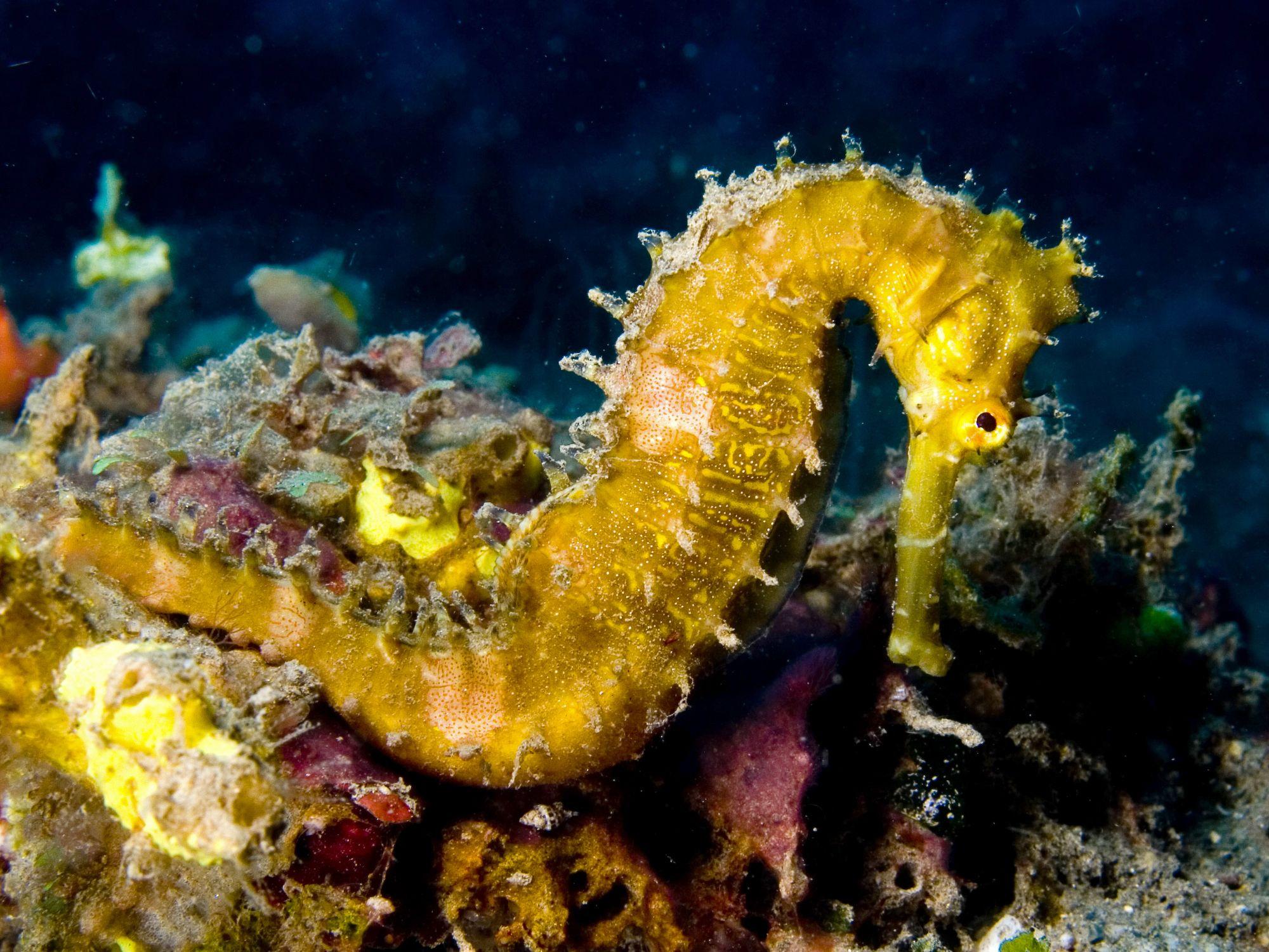 2000x1500 Seahorse Wallpaper HD