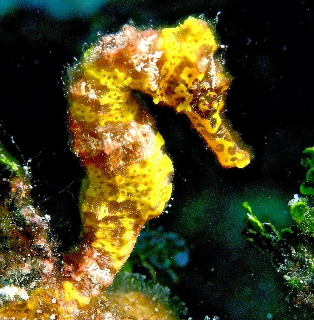 1006x1024 Seahorse Wallpaper Desktop