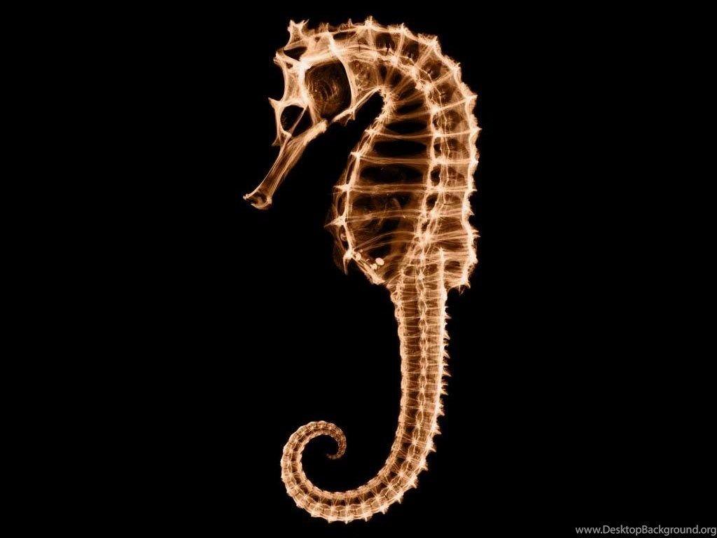 1024x768 Seahorse HD Wallpaper Desktop Background