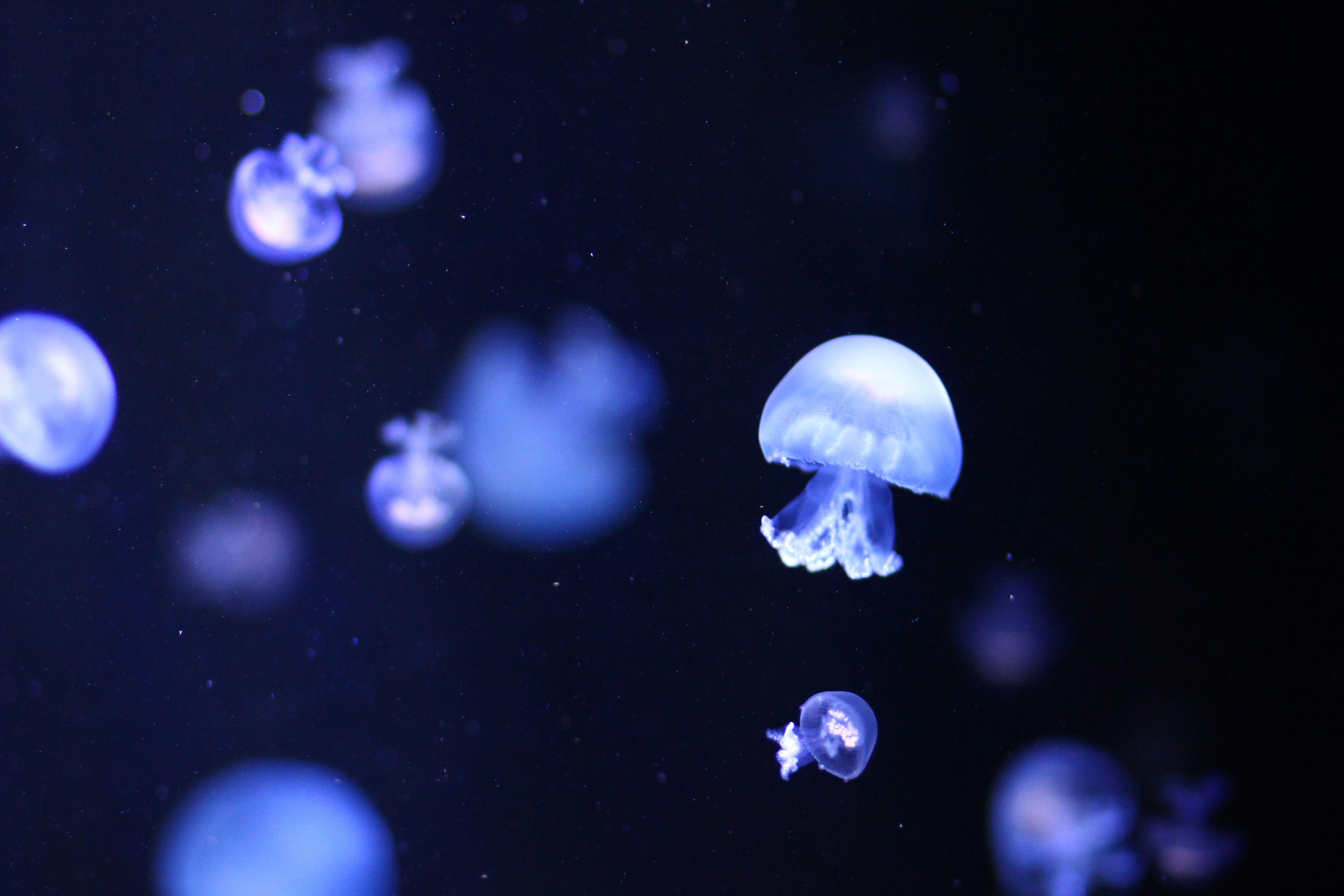 Cute Jellyfish Wallpapers - Top Free Cute Jellyfish Backgrounds