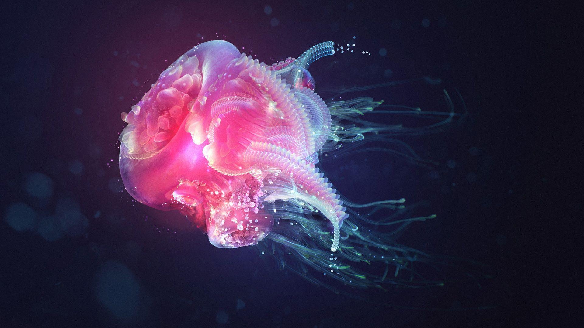 1920x1080 Jellyfish Wallpaper