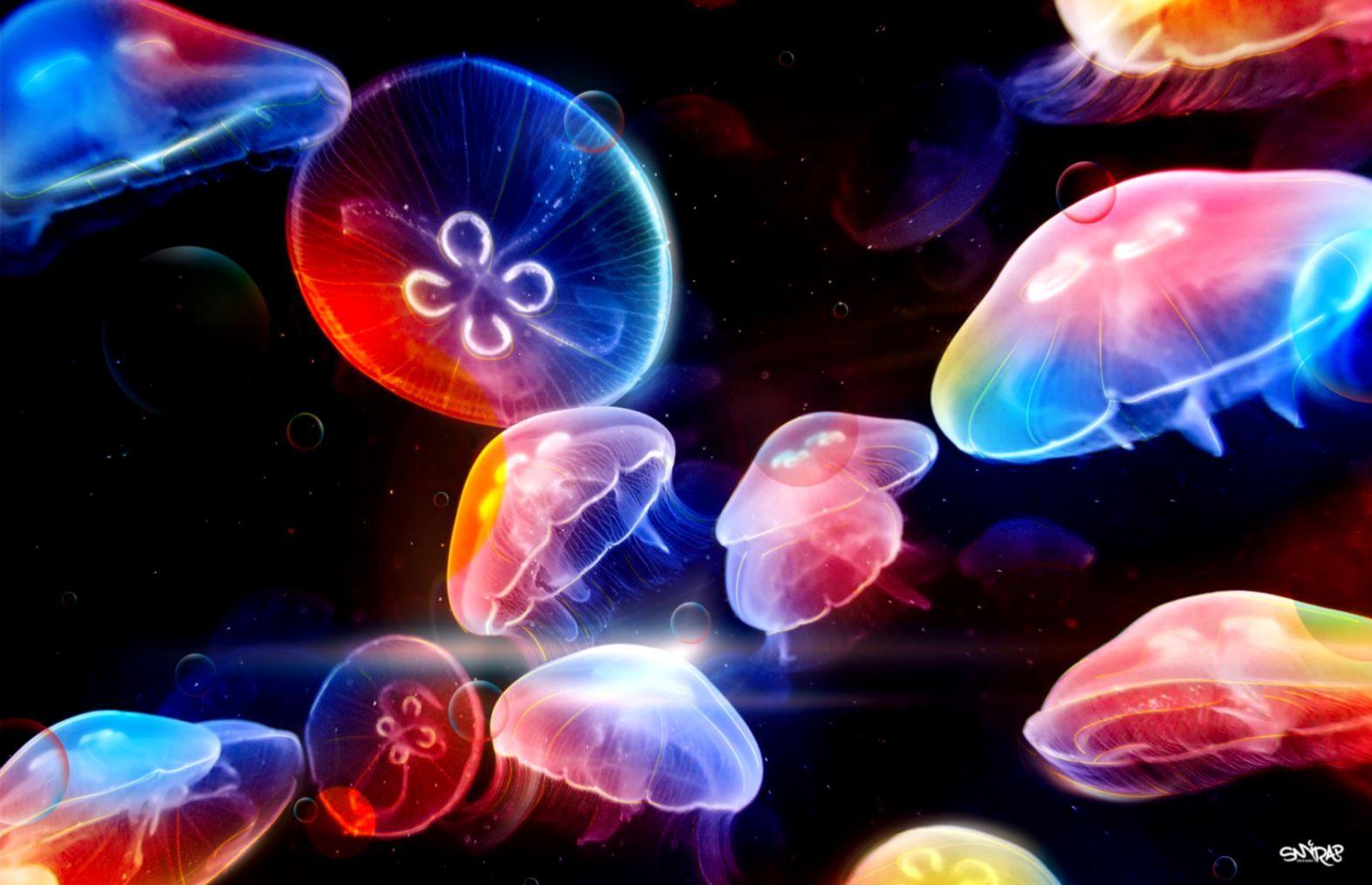 Cute Jellyfish Wallpapers - Top Free Cute Jellyfish Backgrounds ...