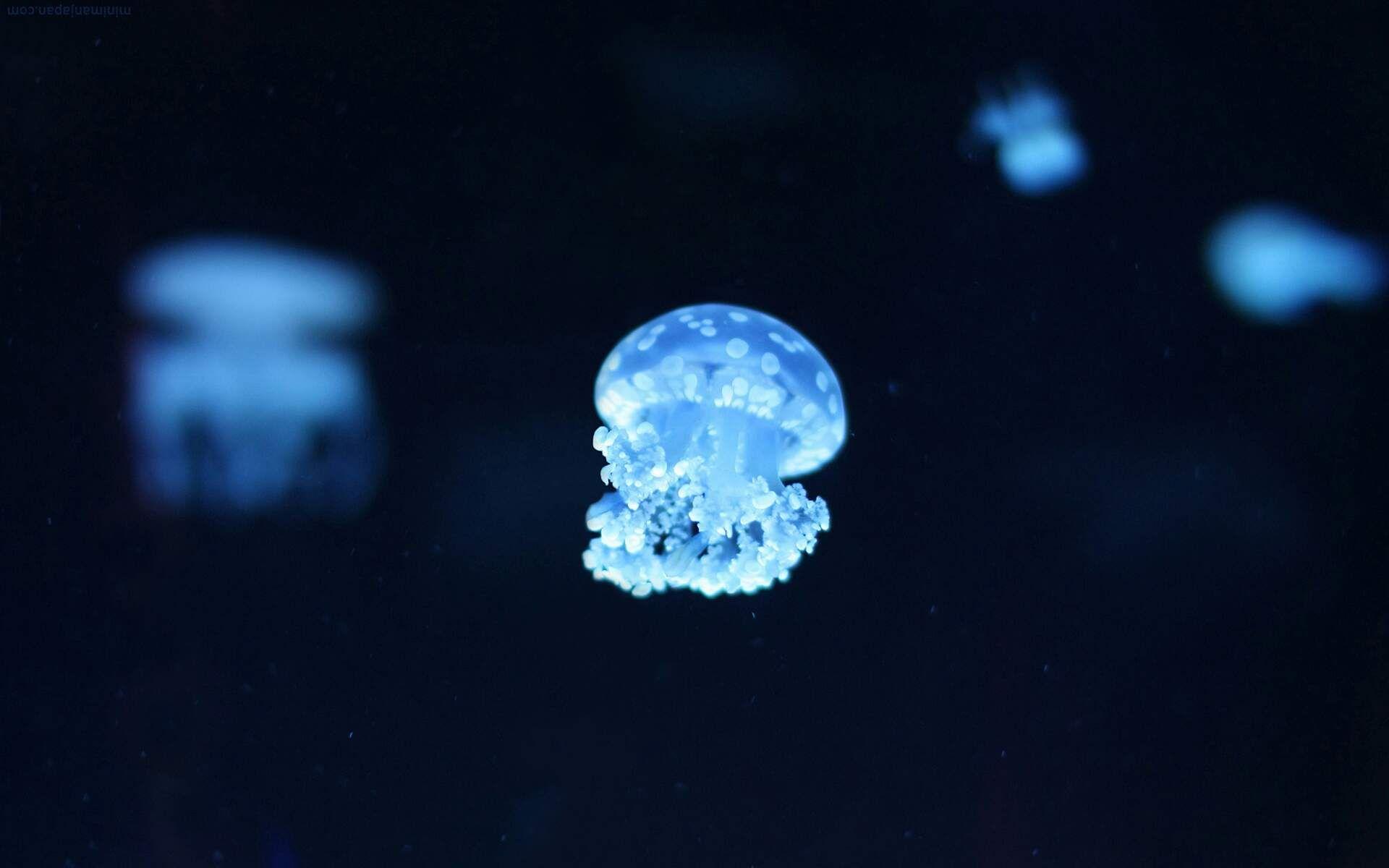 1920x1200 Jellyfish Wallpaper