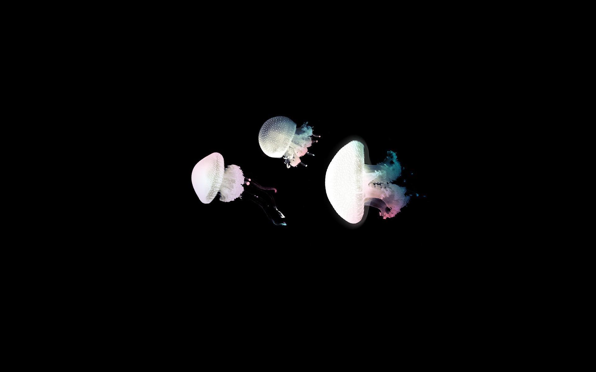 1920x1200 Jellyfish Wallpaper, Best & Inspirational High Quality