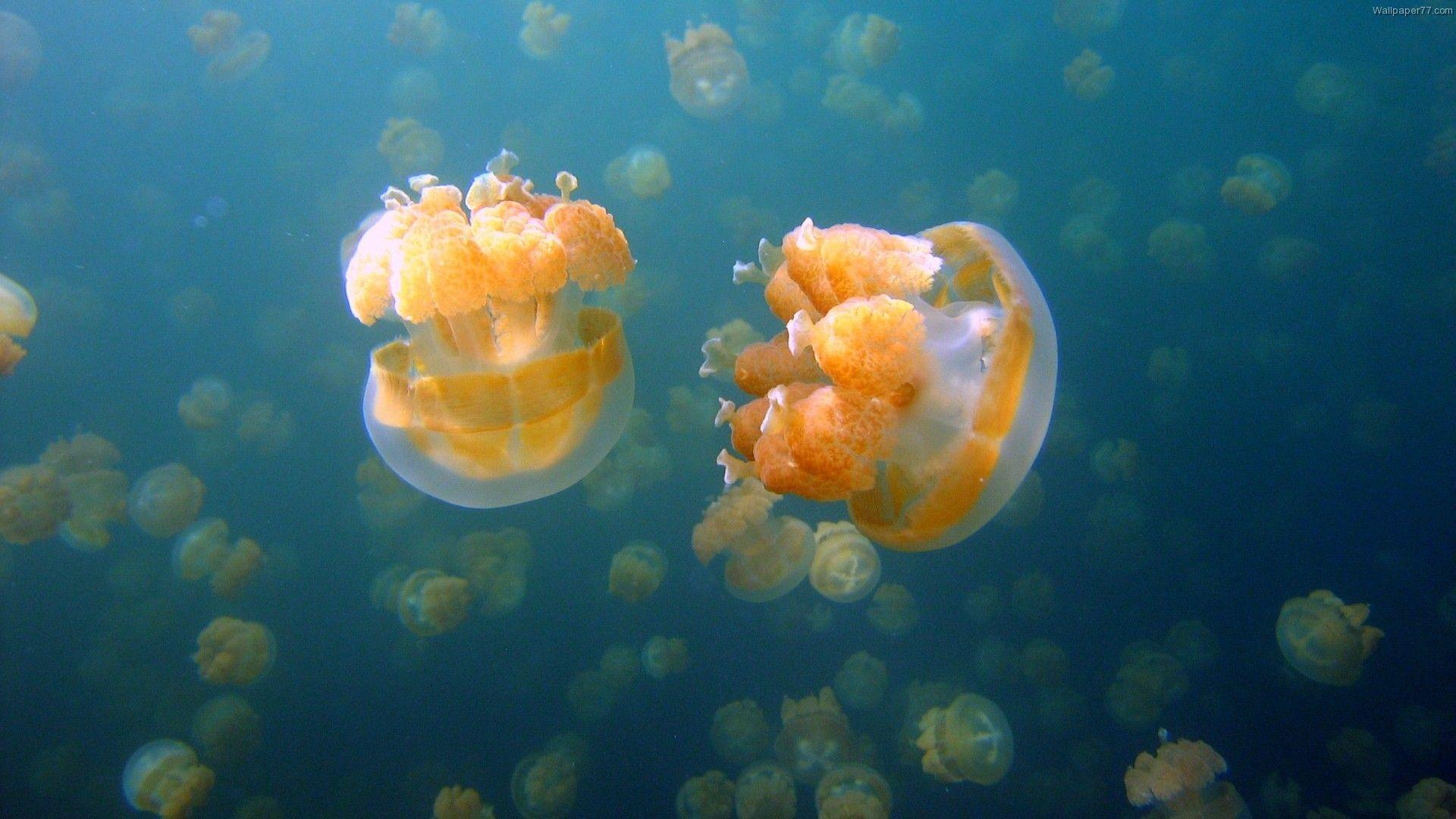 1920x1080 Jellyfish Wallpaper