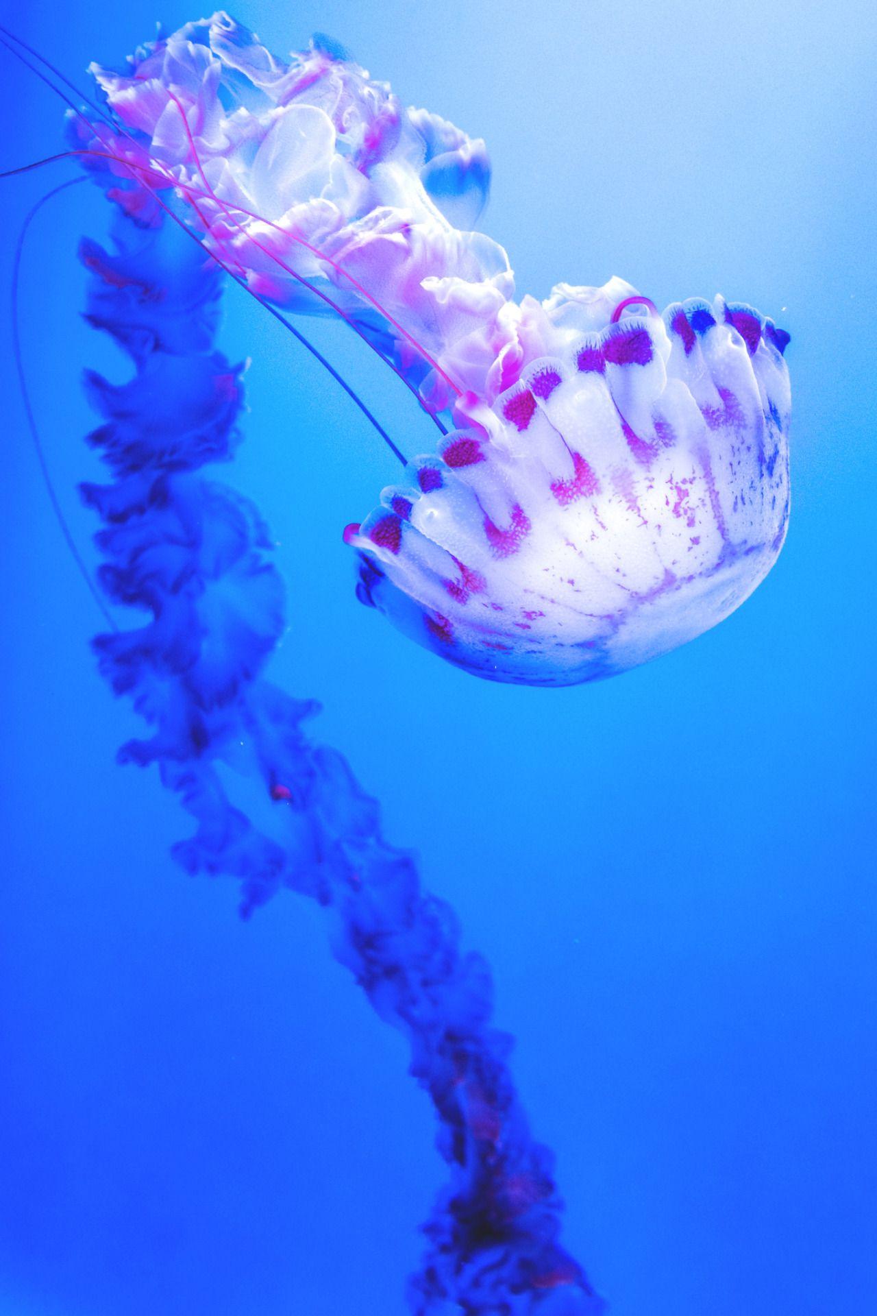 Jellyfish Phone Wallpapers - Top Free Jellyfish Phone Backgrounds ...