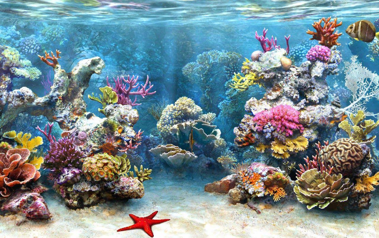 1280x806 Coral reef HD Gallery