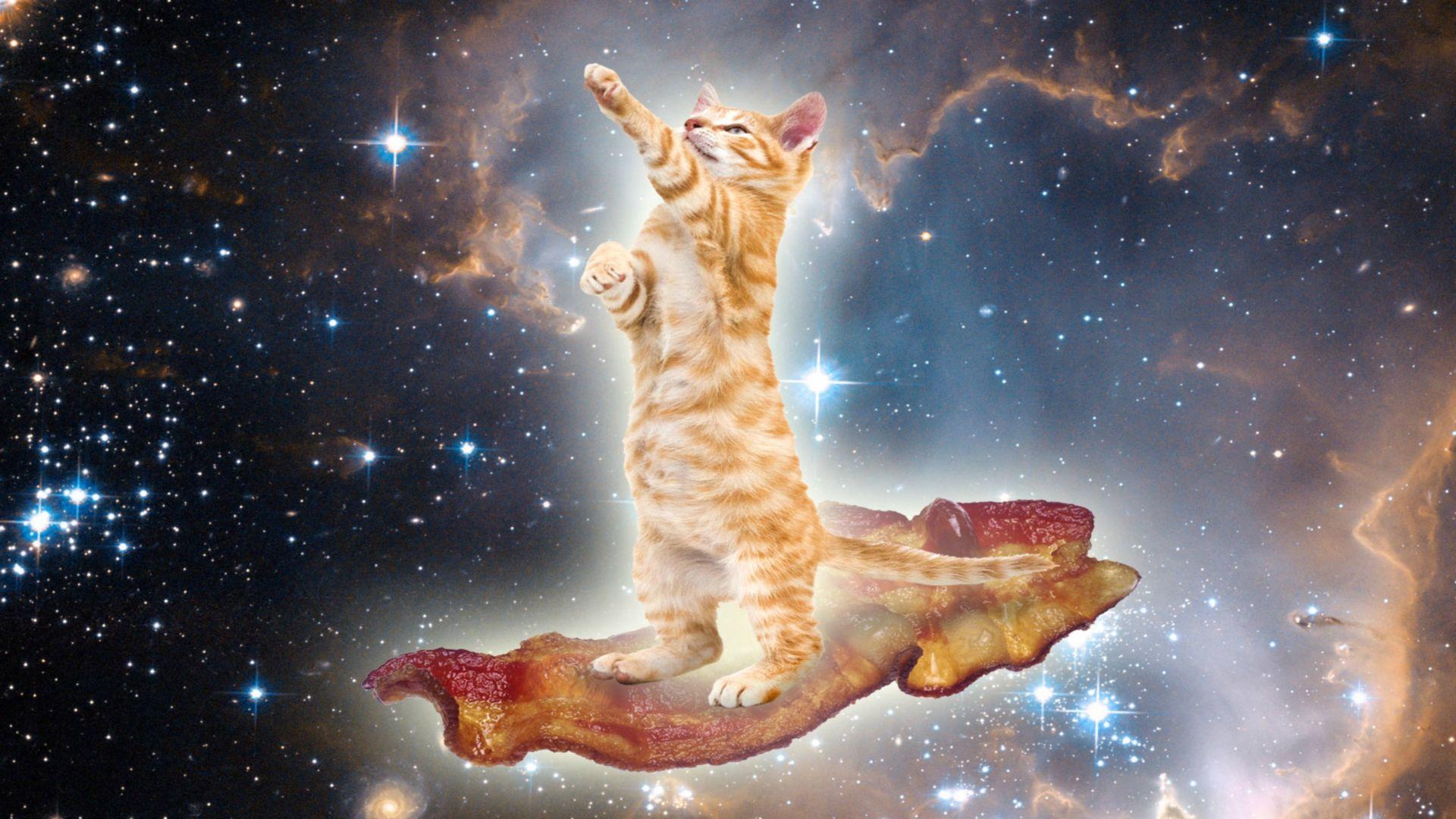 1920x1080 Cat cruising through space on bacon [1920x1080]