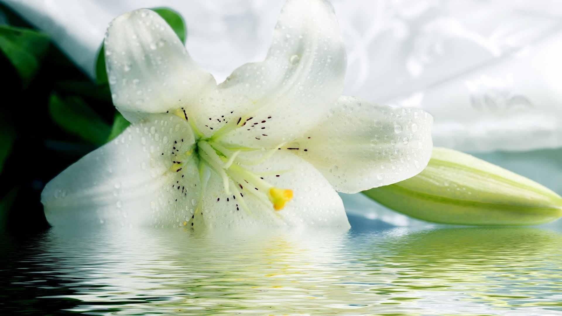 Wallpaper lily, white, flower, 5K, Nature #20032
