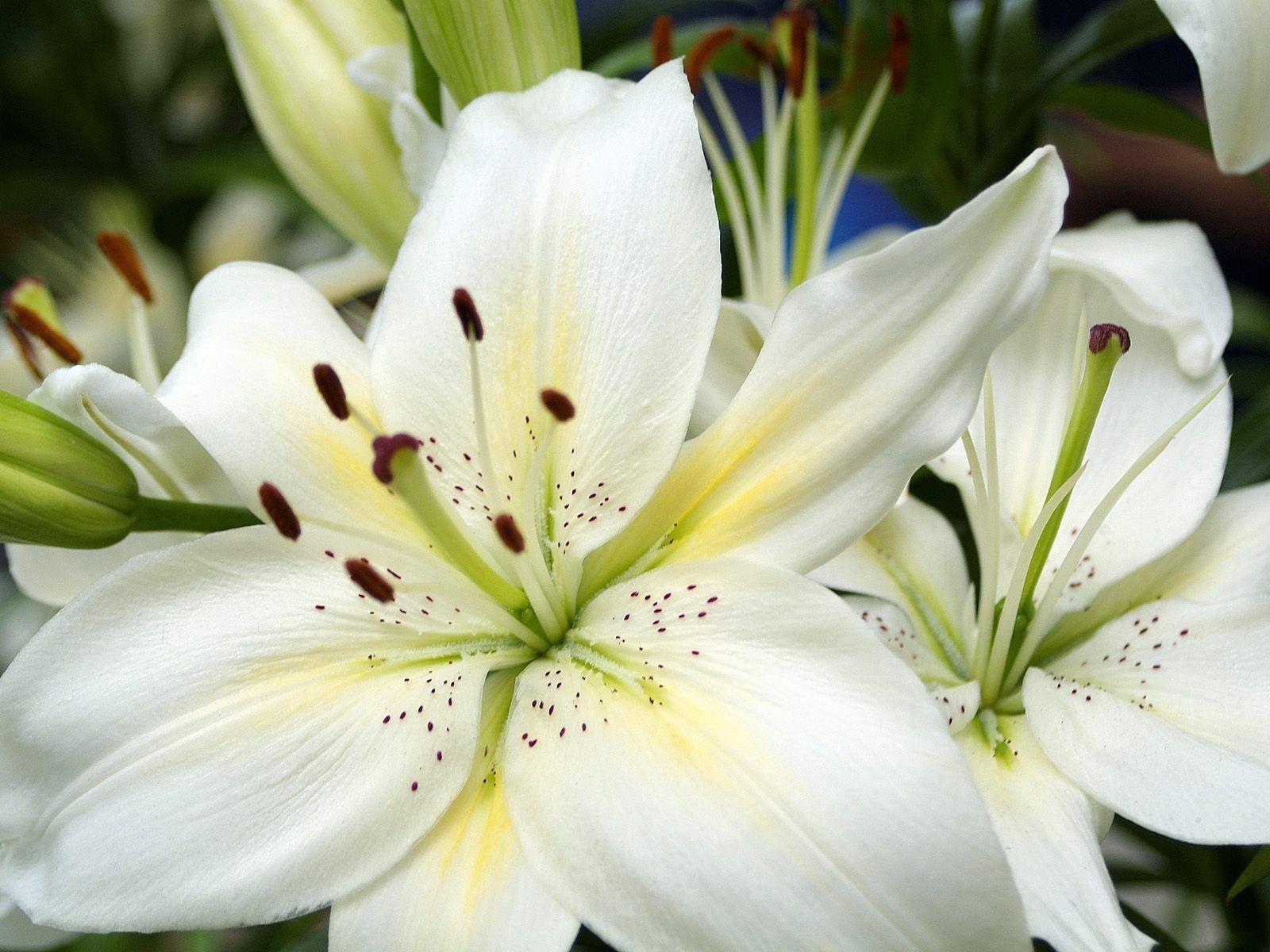1600x1200 White Lilies Wallpaper Flowers Nature Wallpaper in jpg