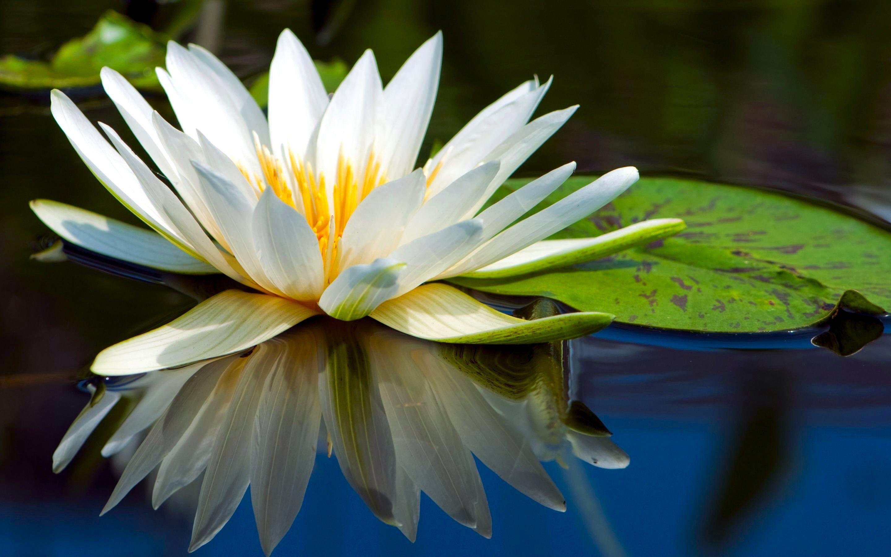 Water Lily Wallpaper Full Hd  Lily wallpaper Lily images Zen wallpaper