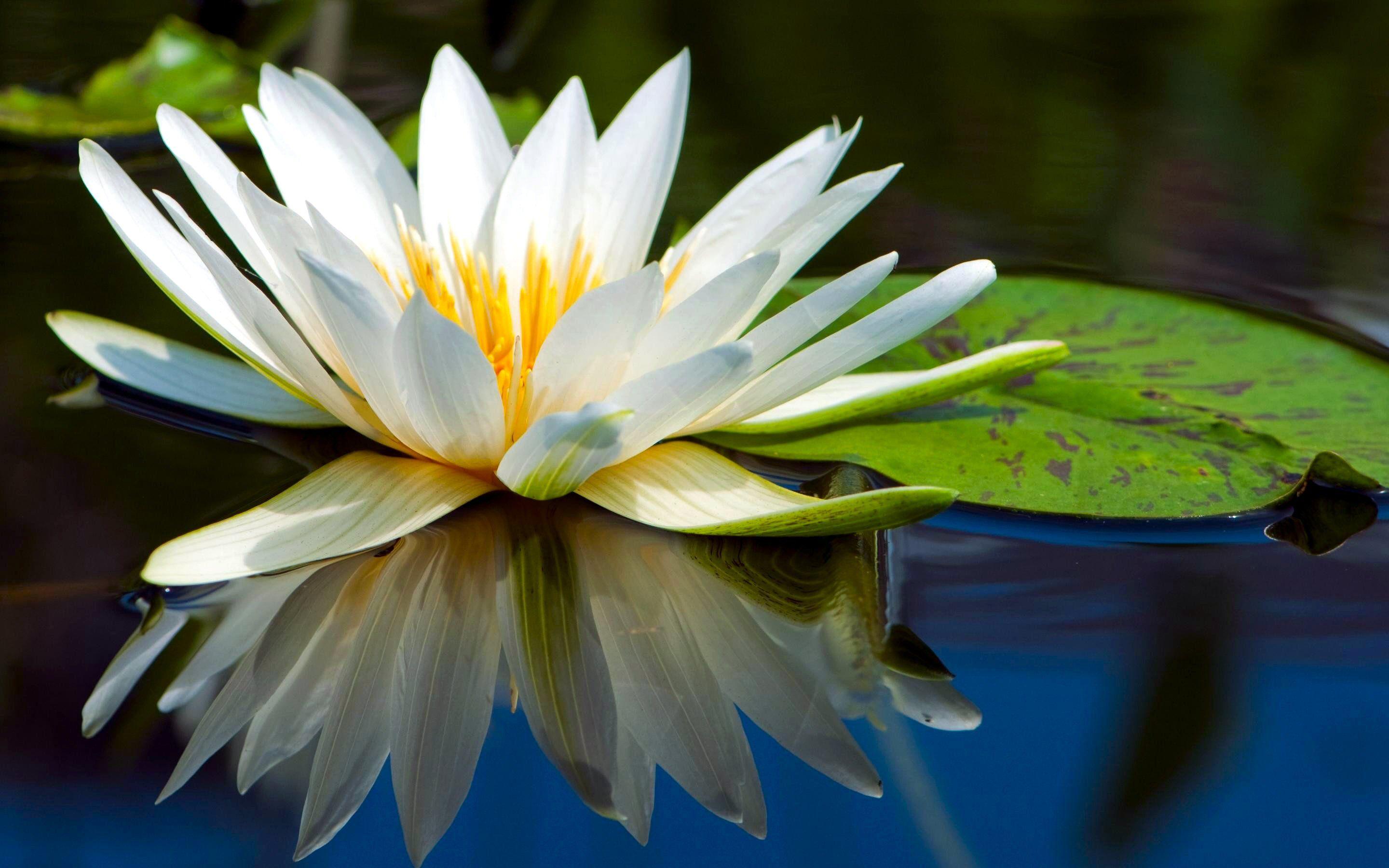 2880x1800 Water Lily HD Wallpaper and Background Image