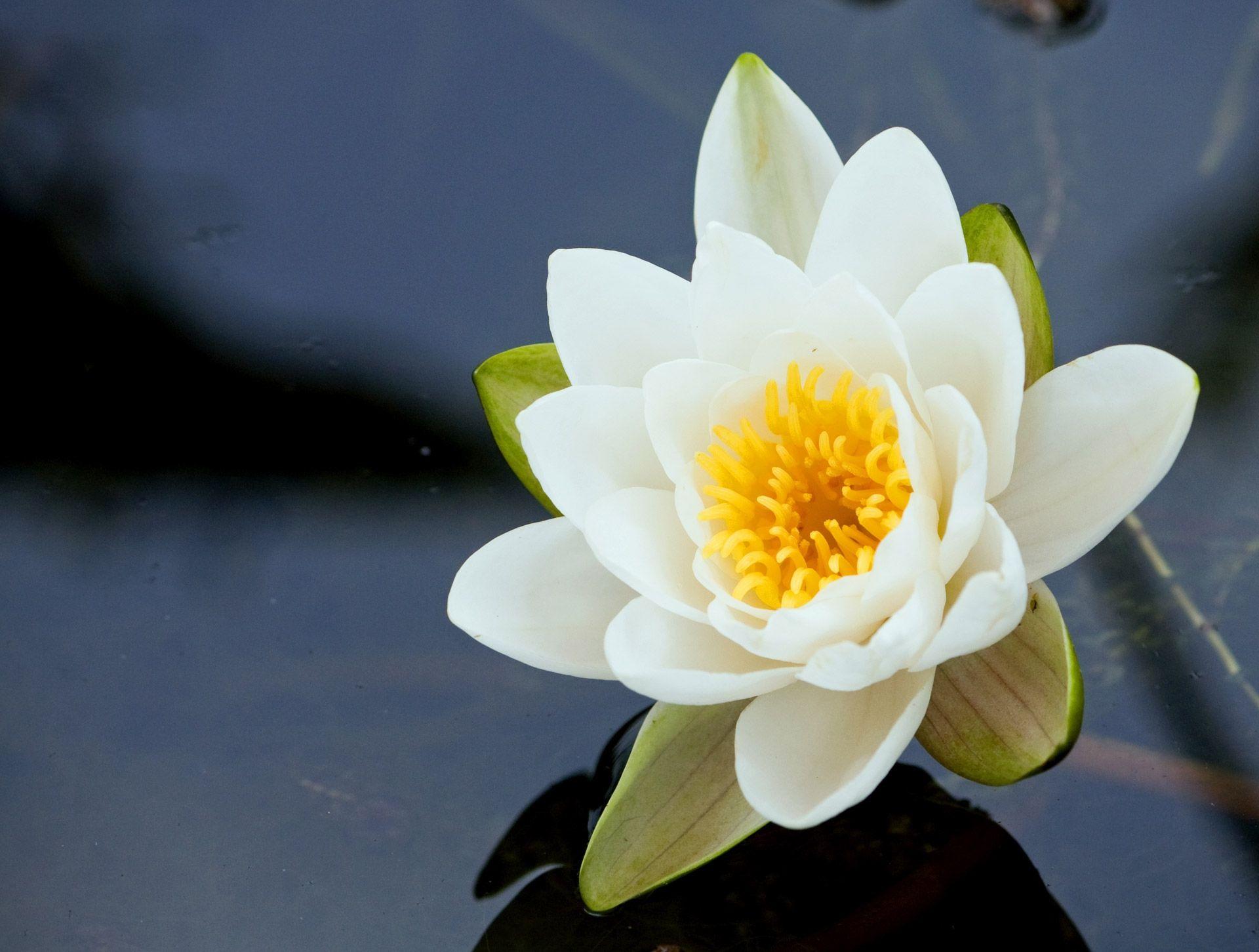 1920x1452 Water Lily Wallpaper Hq