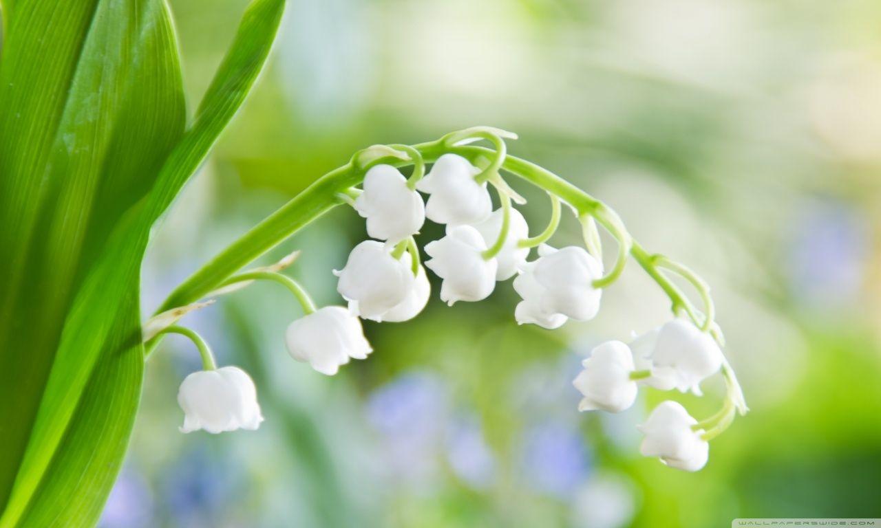 1280x768 Lily Of The Valley Macro ❤ 4K HD Desktop Wallpaper for 4K