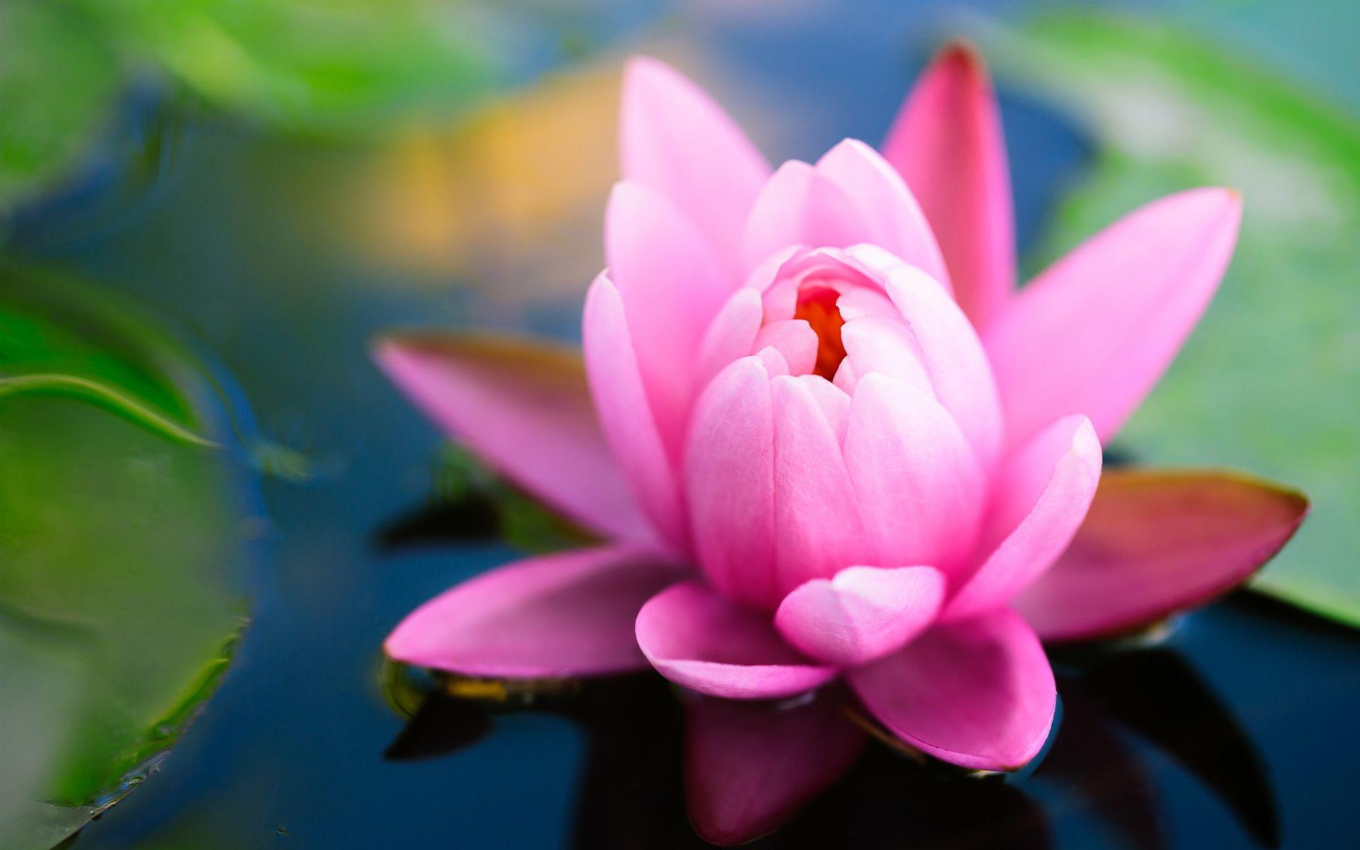 1920x1200 Desktop Image Of Flower Lily Wallpaper HD