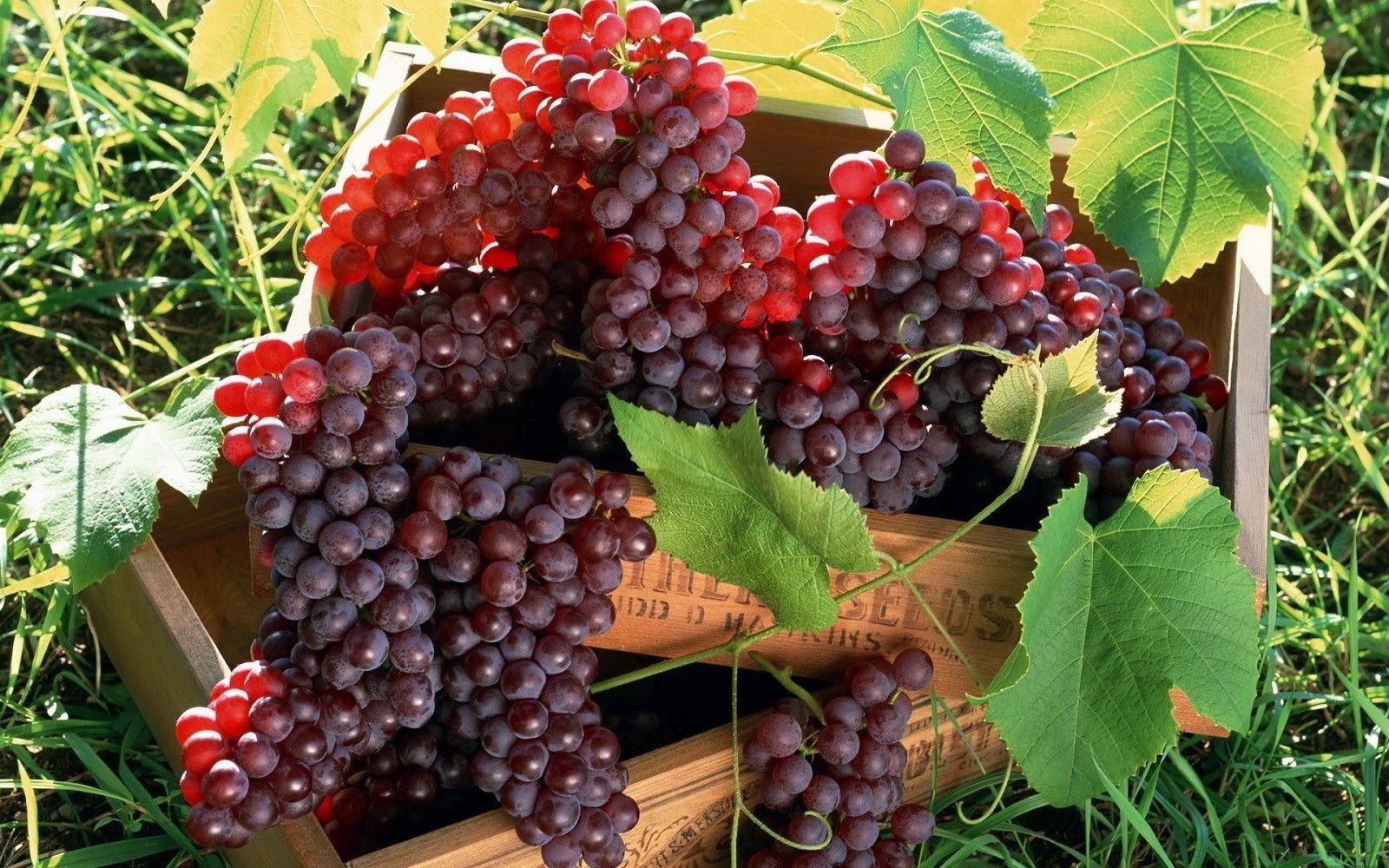 1600x1000 3D Fruit Wallpaper