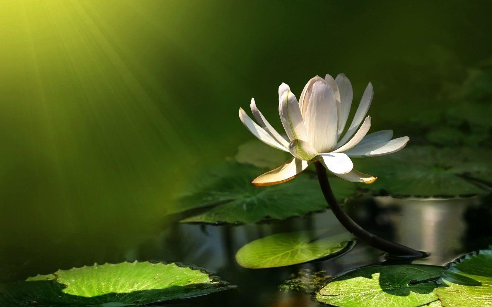 1680x1050 Water Lily Wallpaper