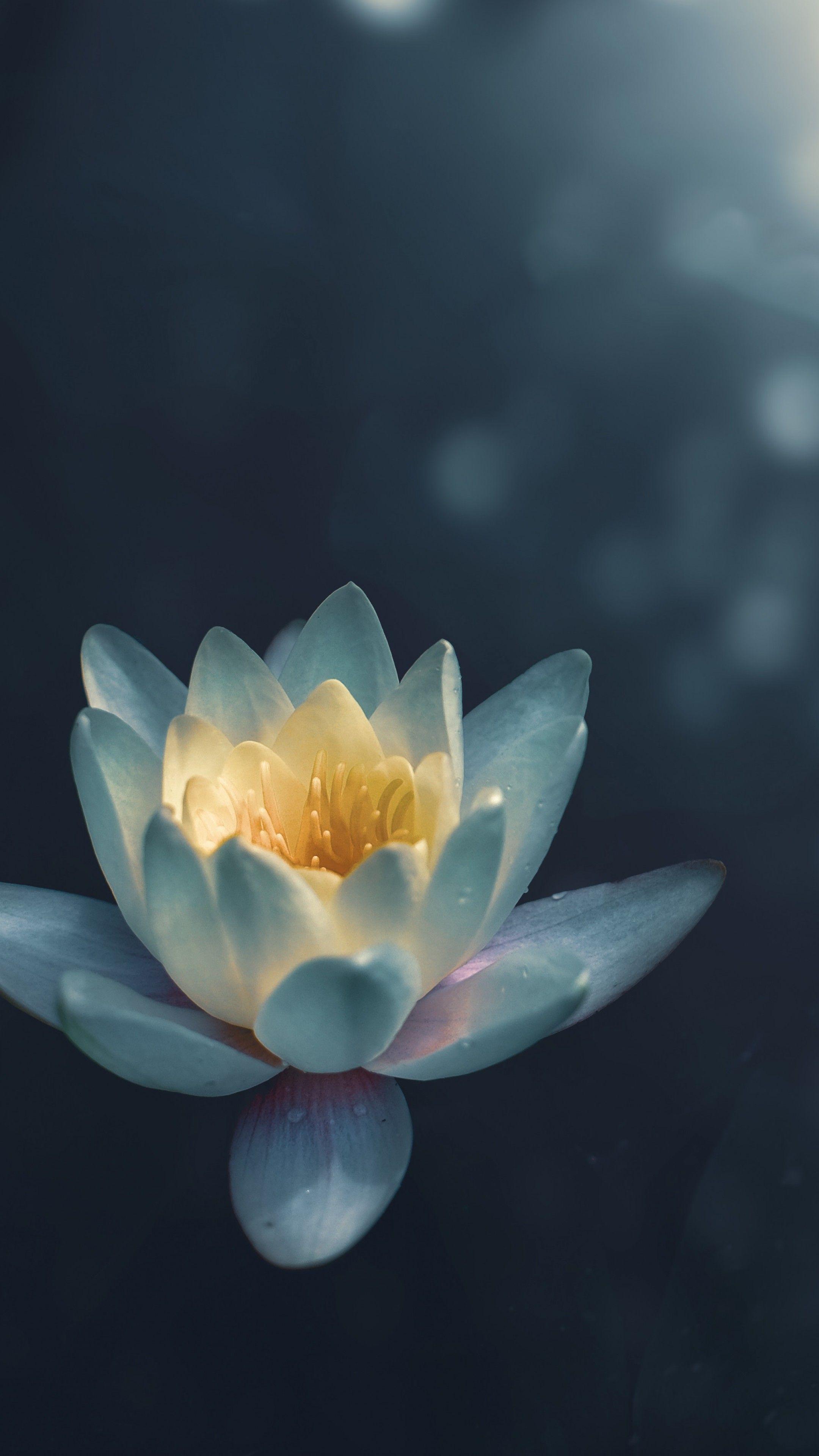 2160x3840 Wallpaper lily, white, flower, 5K, Nature