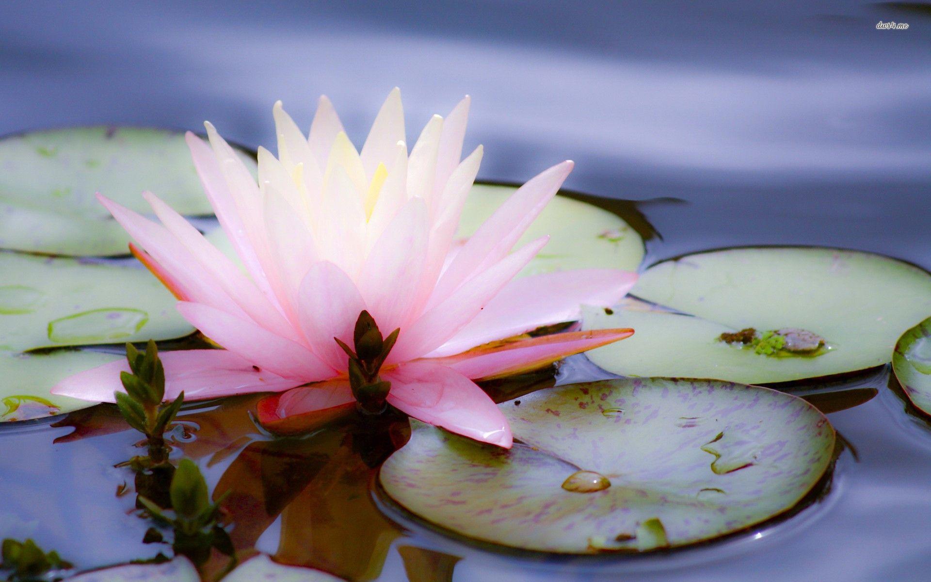 1920x1200 Pink water lily wallpaper wallpaper