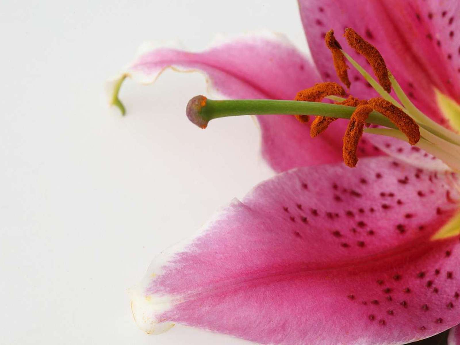 1600x1200 Pretty Lily wallpaperx1200
