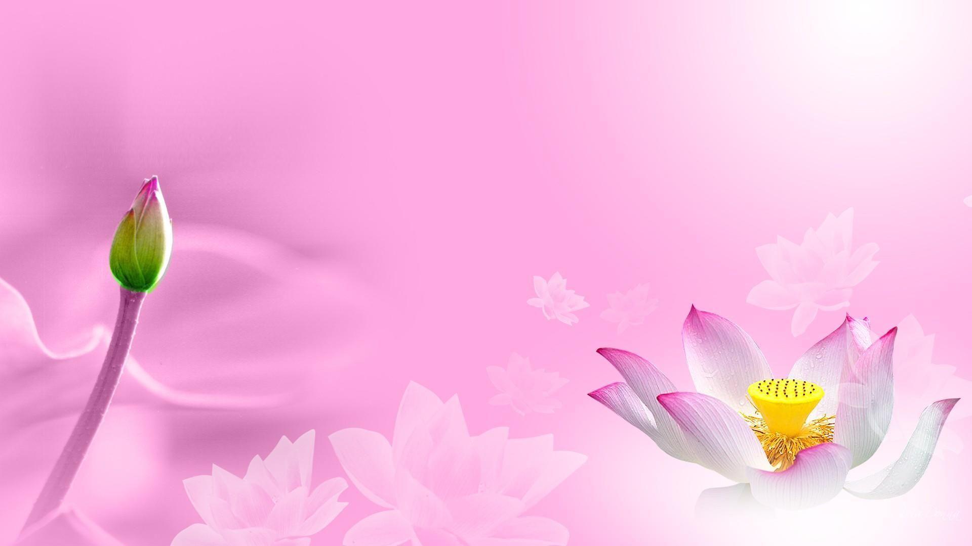 1920x1080 Flowers Wallpaper. Lily wallpaper