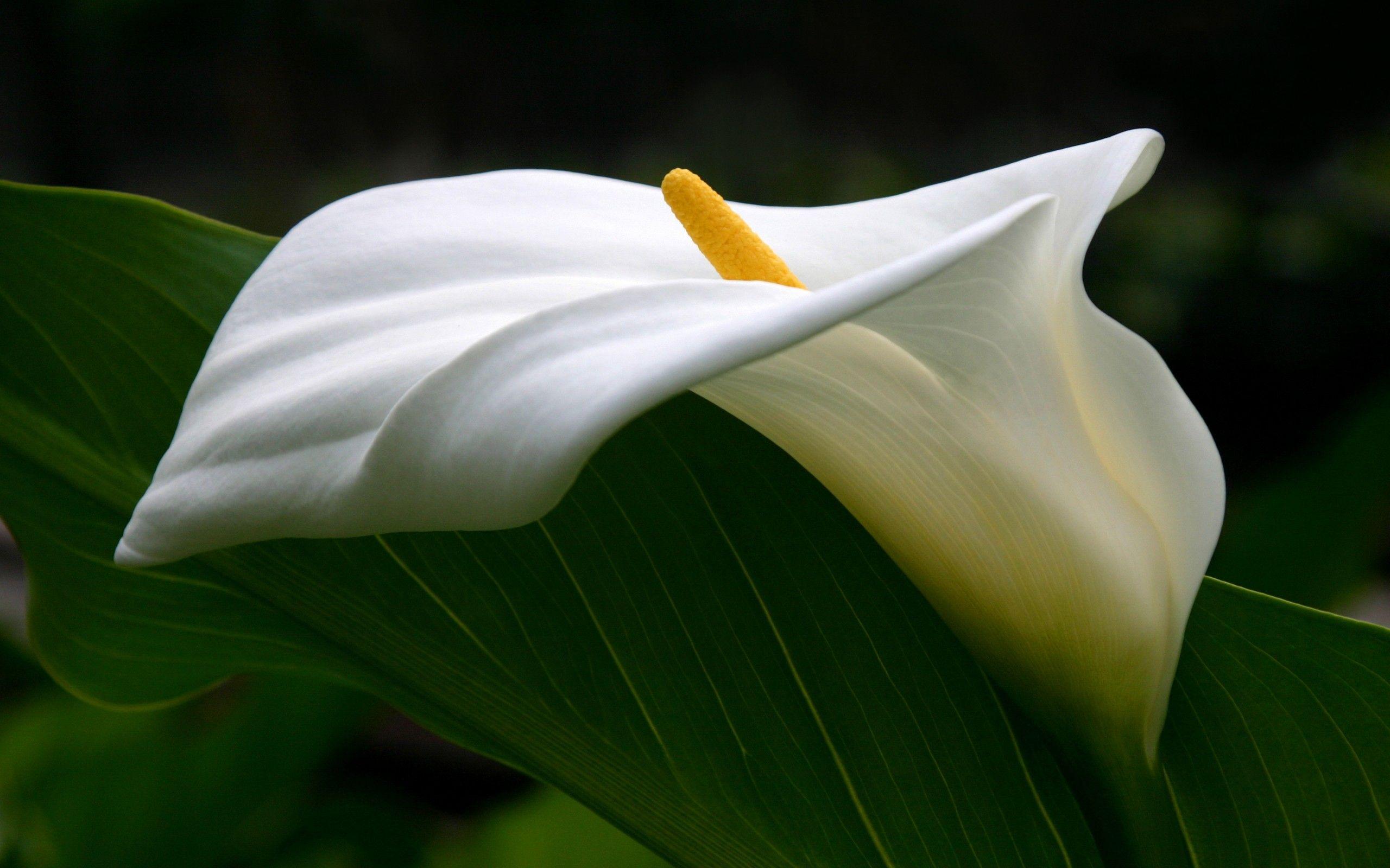 2560x1600 Calla Lily HD Wallpaper and Background Image