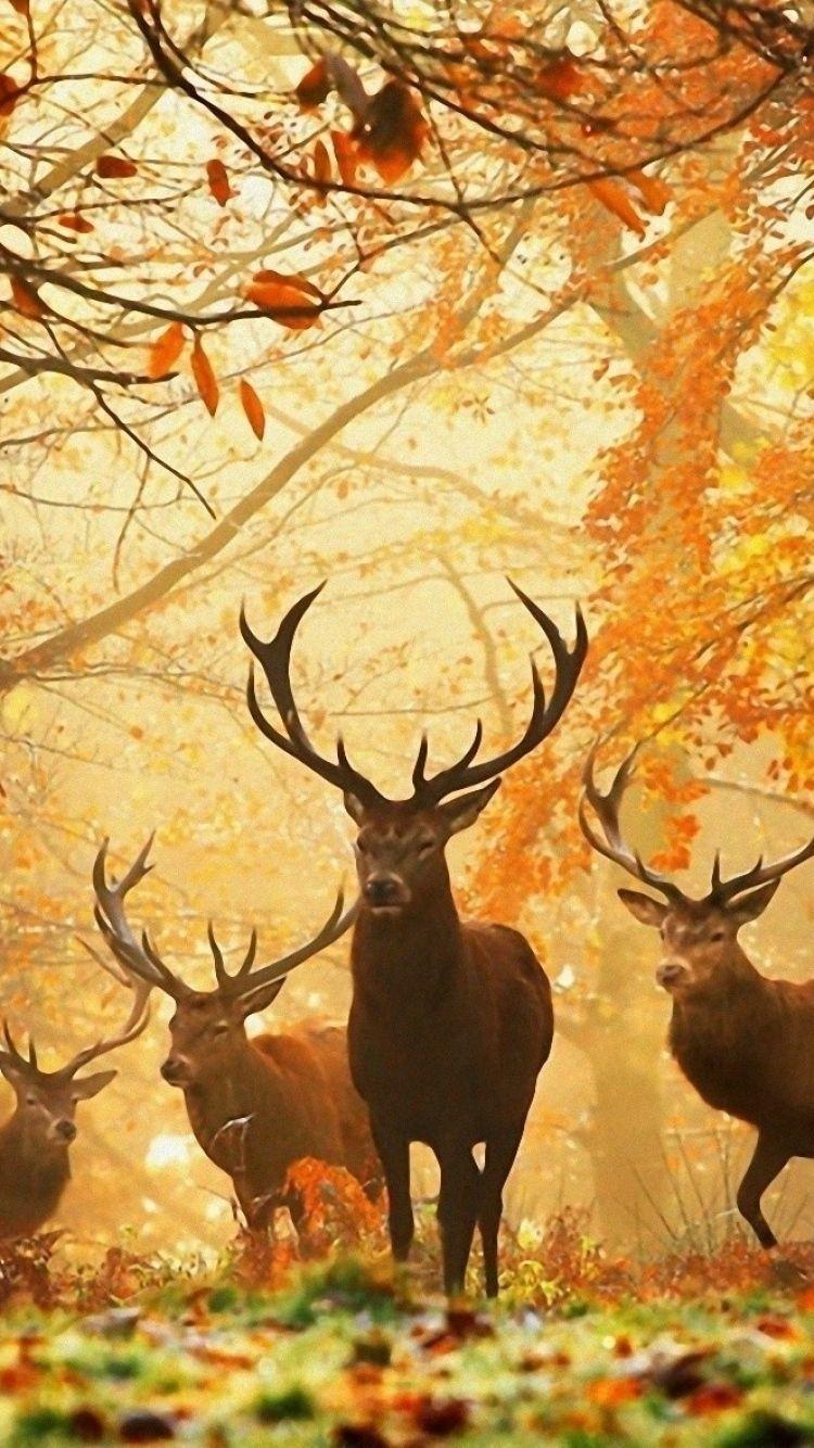 750x1334 IPhone 6 Deer Wallpaper HD, Desktop Background 750x1334
