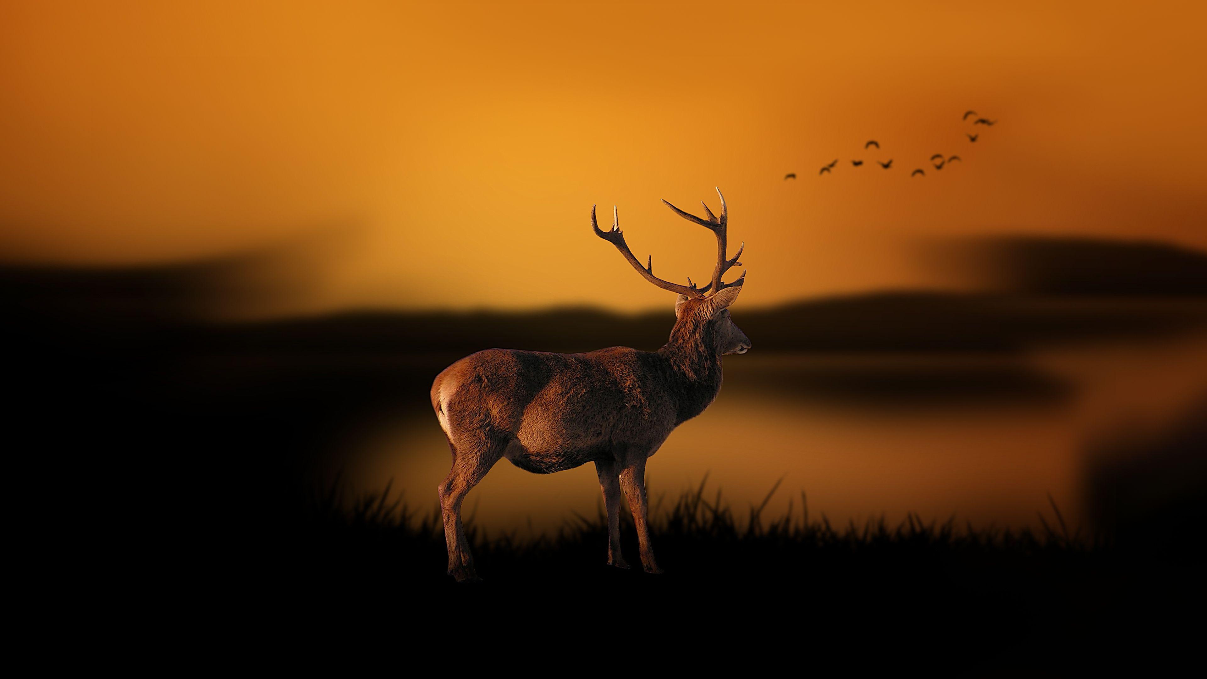 3840x2160 Deer At Dusk Chromebook Wallpaper